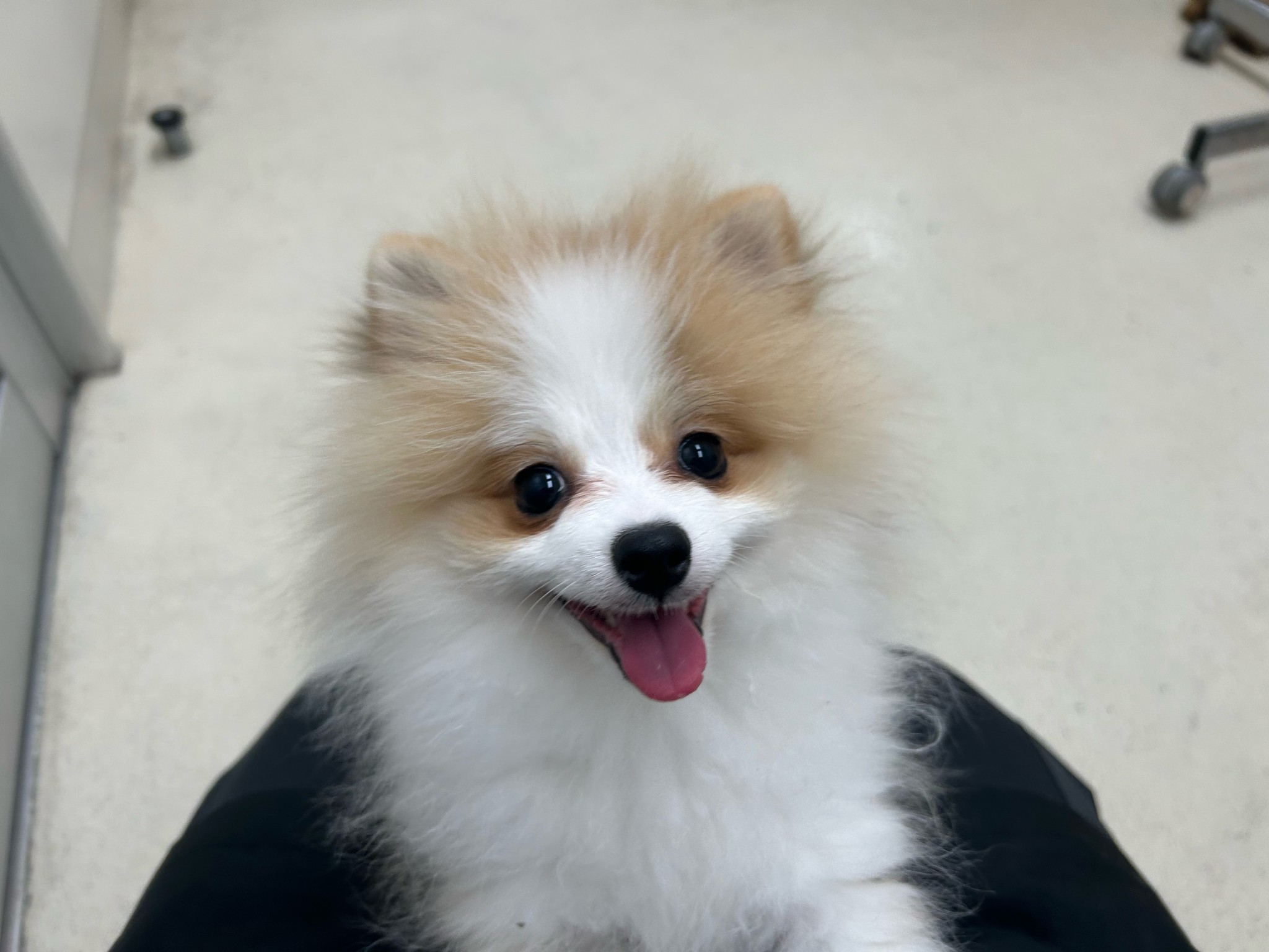 静岡県のポメラニアン (マルエスペット島田店/2025年9月12日生まれ/男の子/パーティーカラー)の子犬の4枚目の画像