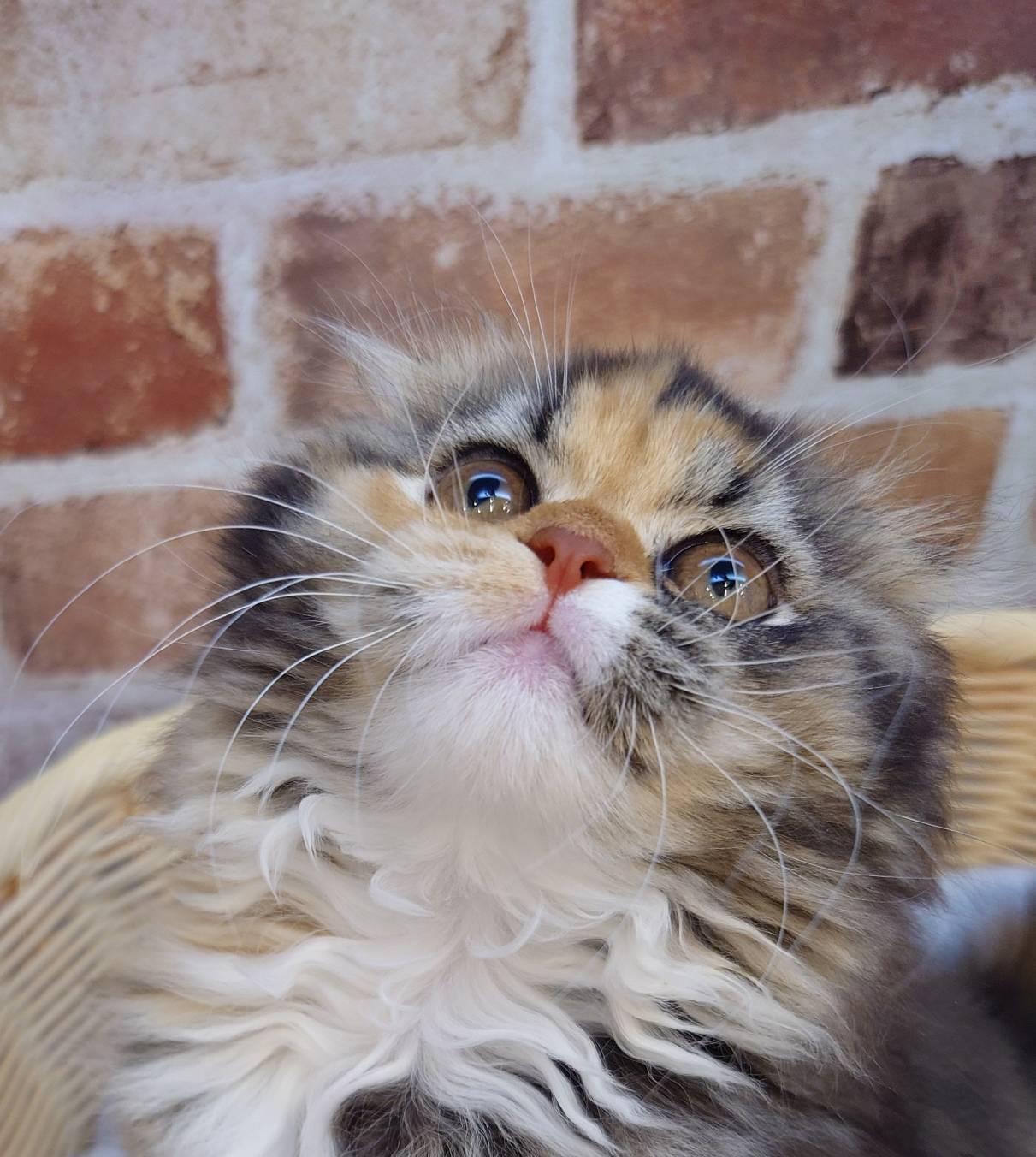 広島県のスコティッシュフォールド (マルエスペット広島段原ショッピングセンター店/2025年11月19日生まれ/女の子/ブラウンパッチドタビーホワイト)の子猫の2枚目の画像