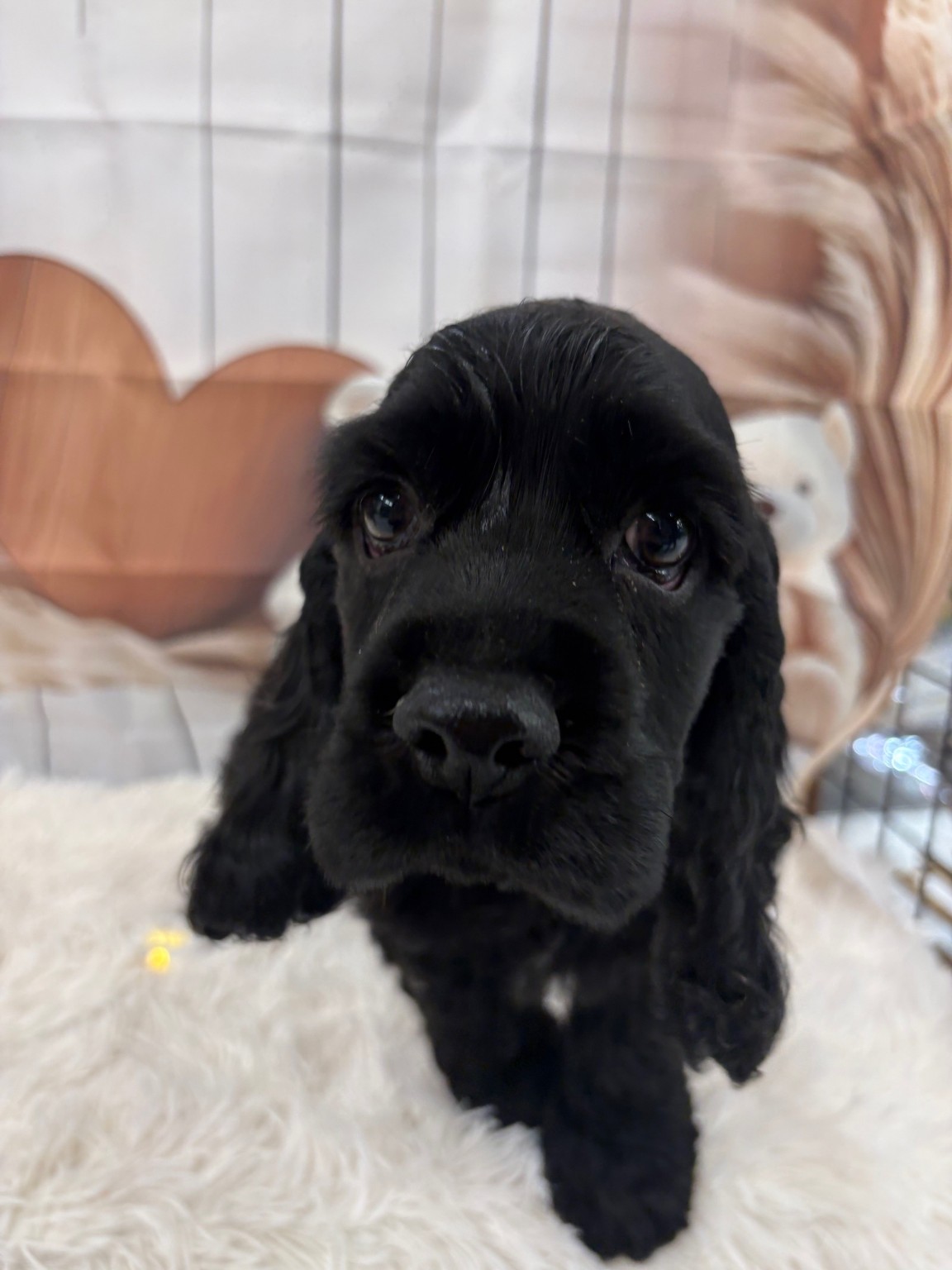 奈良県のアメリカンコッカースパニエル (ペットアミ生駒店/2025年12月11日生まれ/男の子/ブラック)の子犬の3枚目の画像