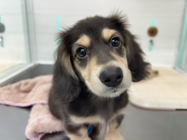 静岡県のミニチュアダックスフンド(ロング) (マルエスペット島田店/2025年11月23日生まれ/男の子/ブラックタン)の子犬の4枚目の画像