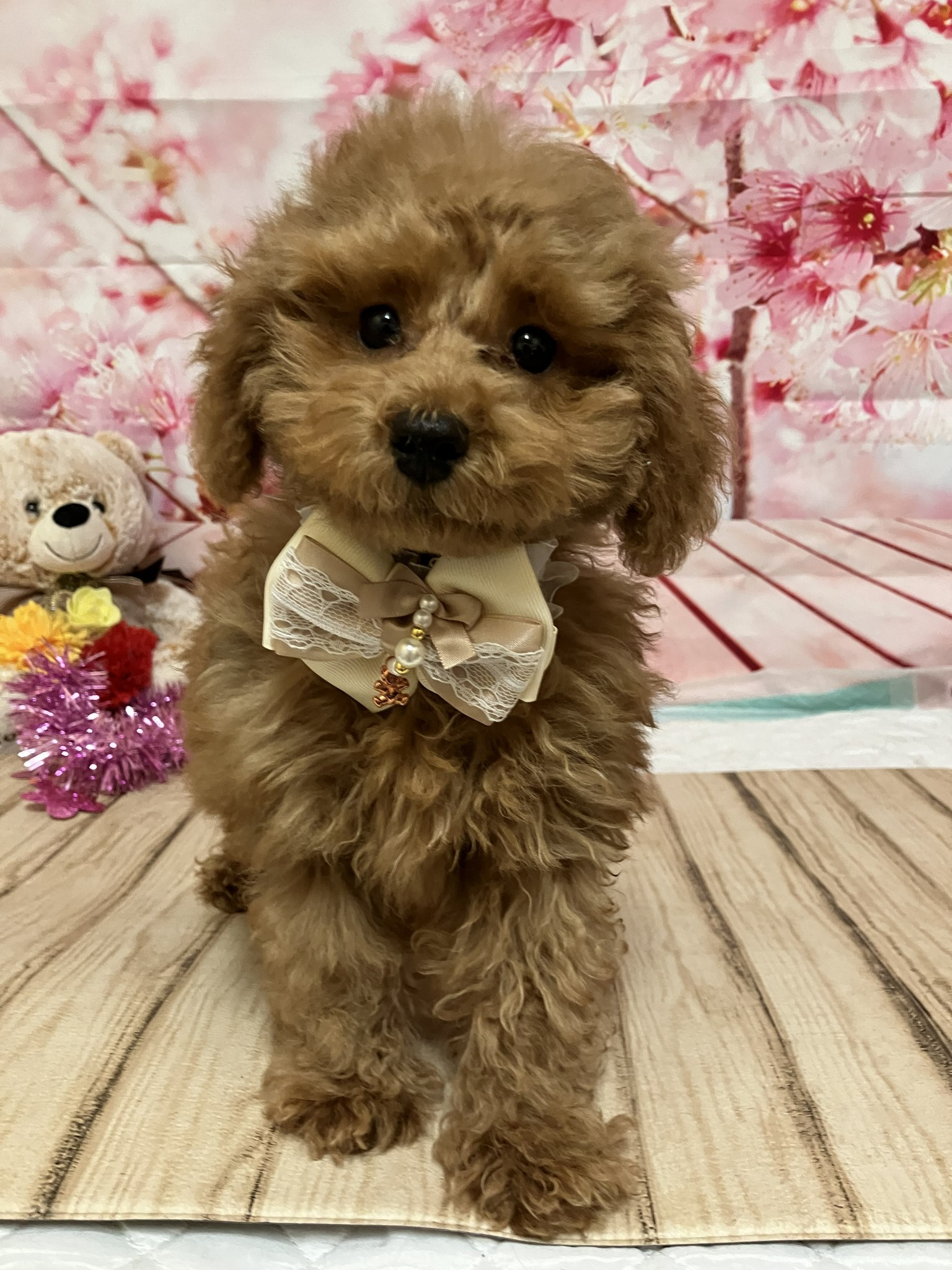 静岡県のトイプードル(トイ) (マルエスペット富士店/2025年11月29日生まれ/女の子/レッド)の子犬の4枚目の画像