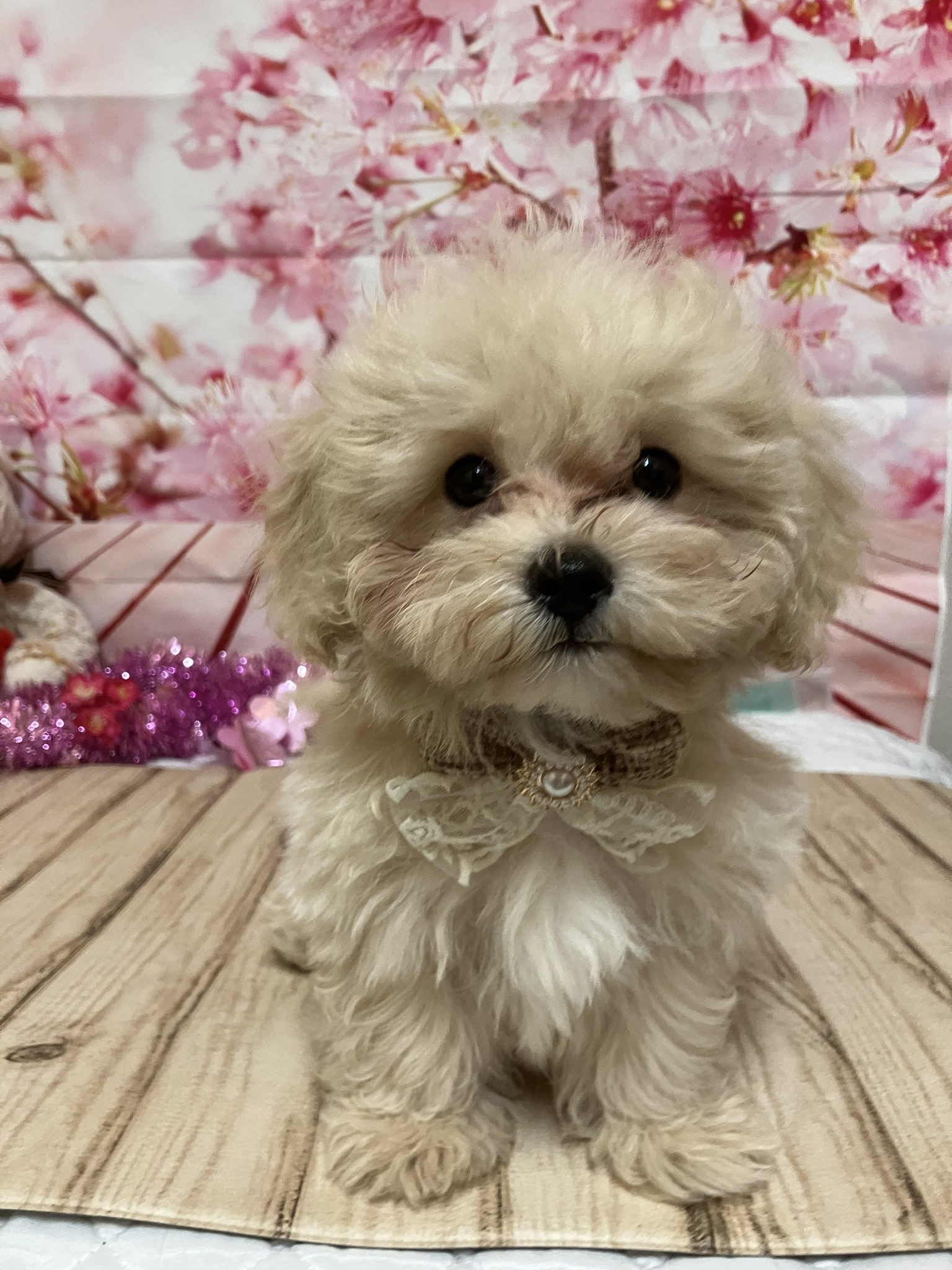 静岡県のマルプー(マルチーズ×プードル) (マルエスペット富士店/2025年12月20日生まれ/男の子/クリーム)の子犬の4枚目の画像