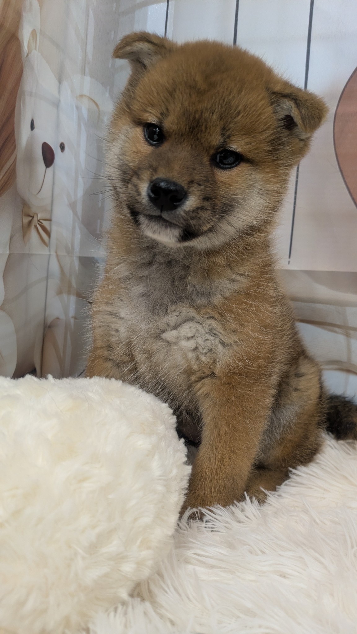 静岡県の柴犬(標準サイズ) (マルエスペット富士見台店/2026年1月11日生まれ/男の子/赤)の子犬の4枚目の画像