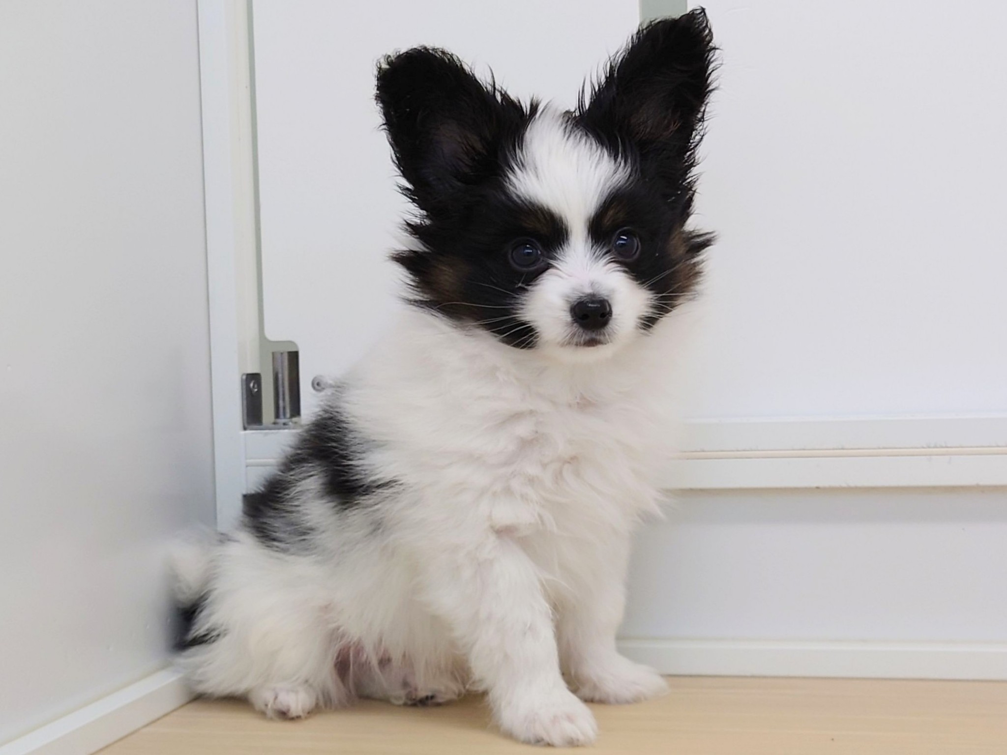 静岡県のパピヨン (マルエスペット清水駒越店/2026年1月5日生まれ/男の子/トライカラー)の子犬の4枚目の画像