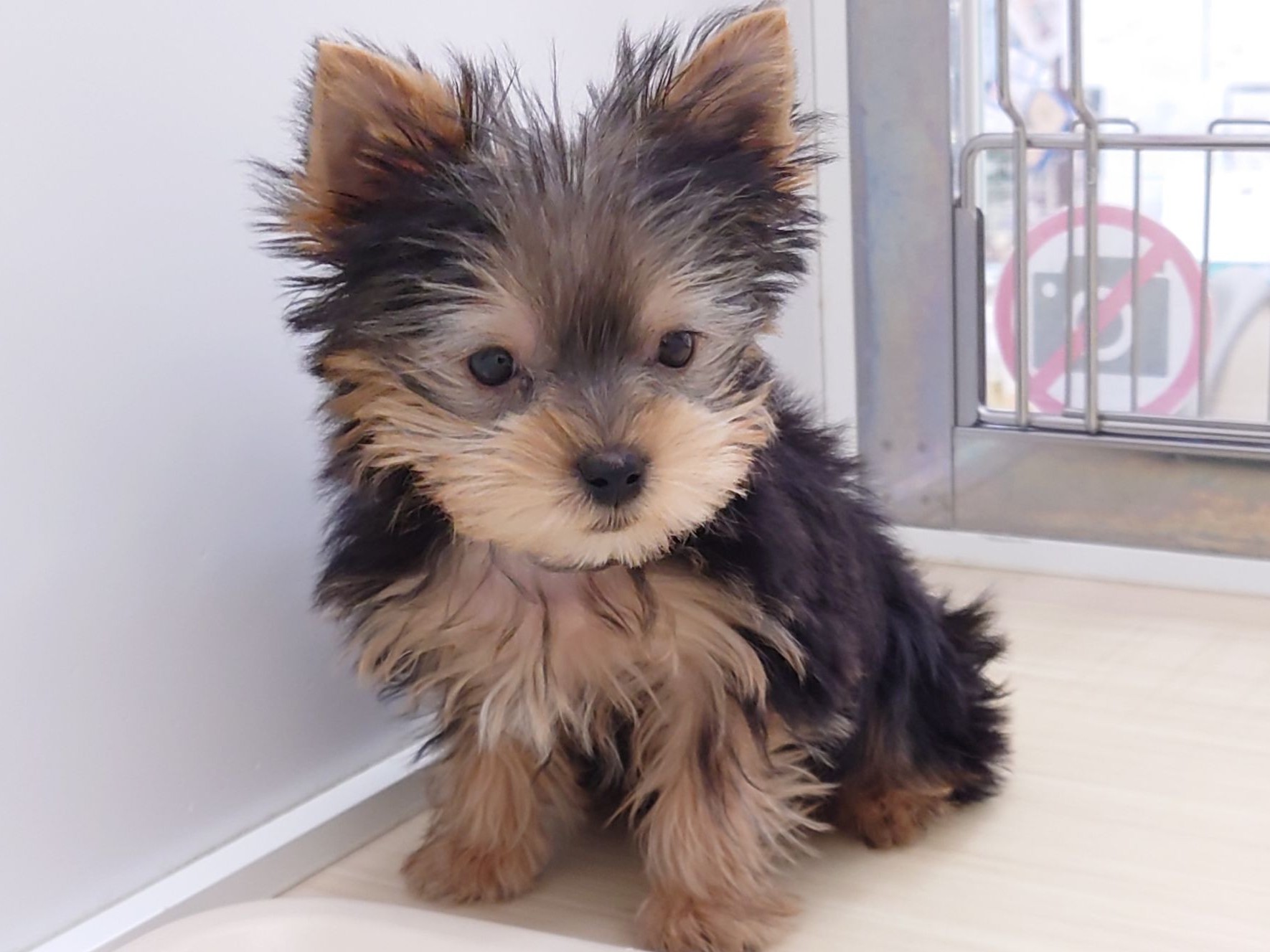 静岡県のヨークシャーテリア (マルエスペット清水駒越店/2025年12月30日生まれ/男の子/スチールブルータン)の子犬の4枚目の画像