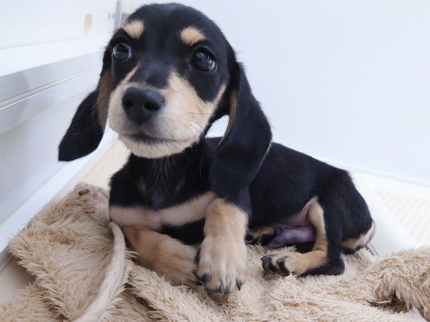 静岡県のミニチュアダックスフンド(スムース) (マルエスペット清水駒越店/2025年12月11日生まれ/男の子/ブラックタン)の子犬の4枚目の画像