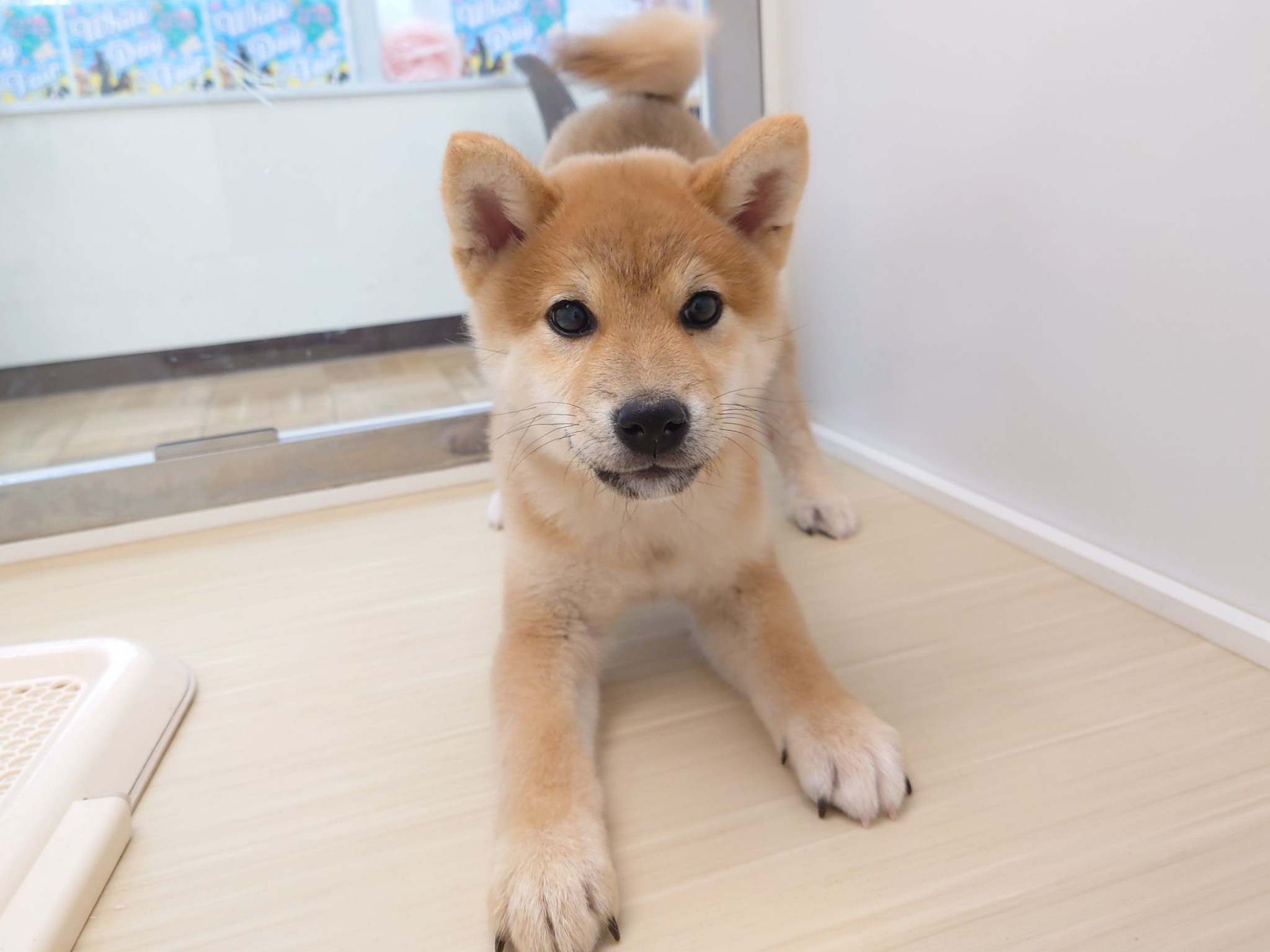 静岡県の柴犬(標準サイズ) (マルエスペット清水駒越店/2025年11月16日生まれ/男の子/赤)の子犬の4枚目の画像