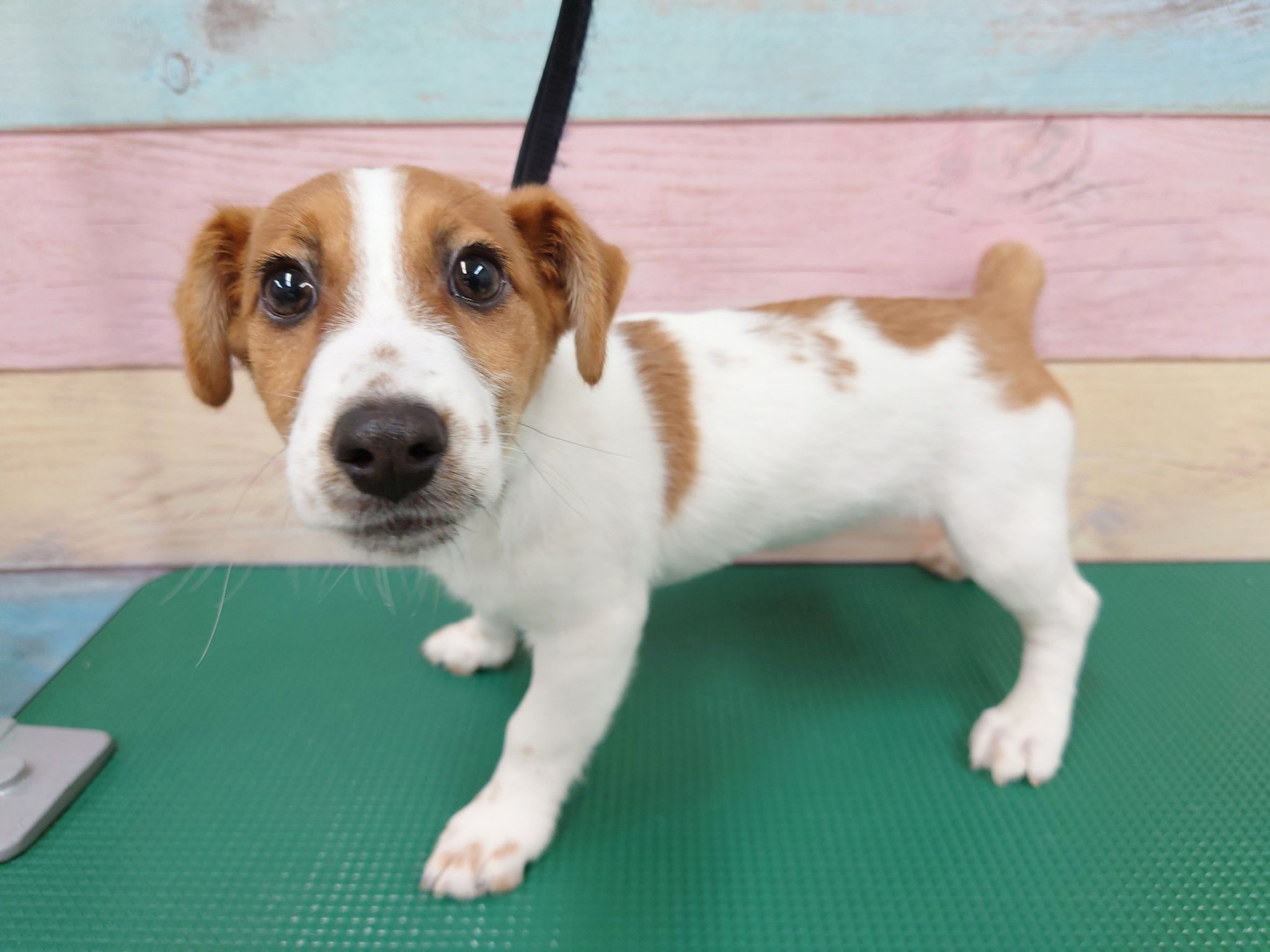 静岡県のジャックラッセルテリア (マルエスペット清水駒越店/2025年12月23日生まれ/女の子/ホワイトタン)の子犬の2枚目の画像