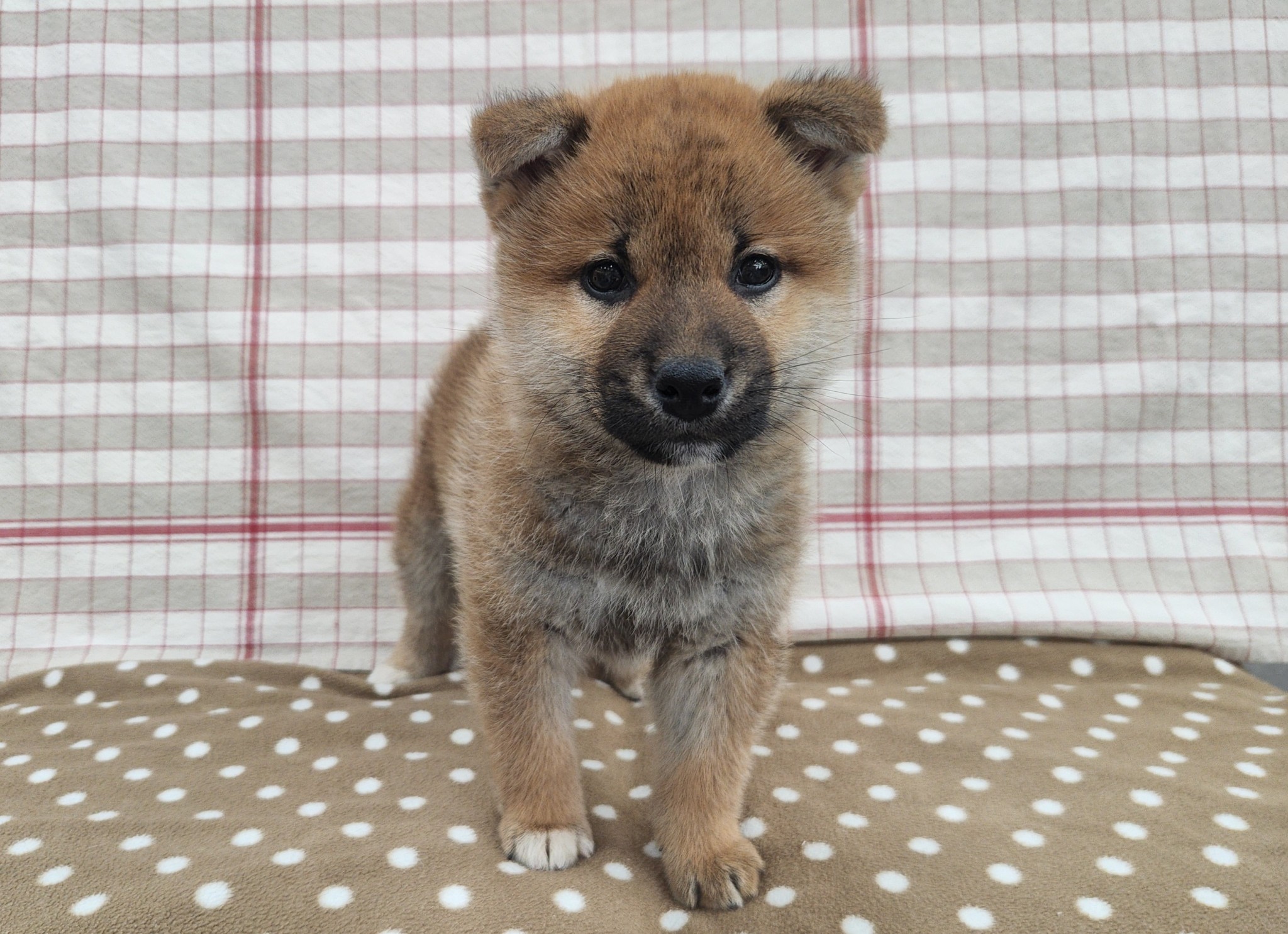 奈良県の柴犬(標準サイズ) (マルエスペット いかるが店/2026年1月4日生まれ/男の子/赤)の子犬の1枚目の画像