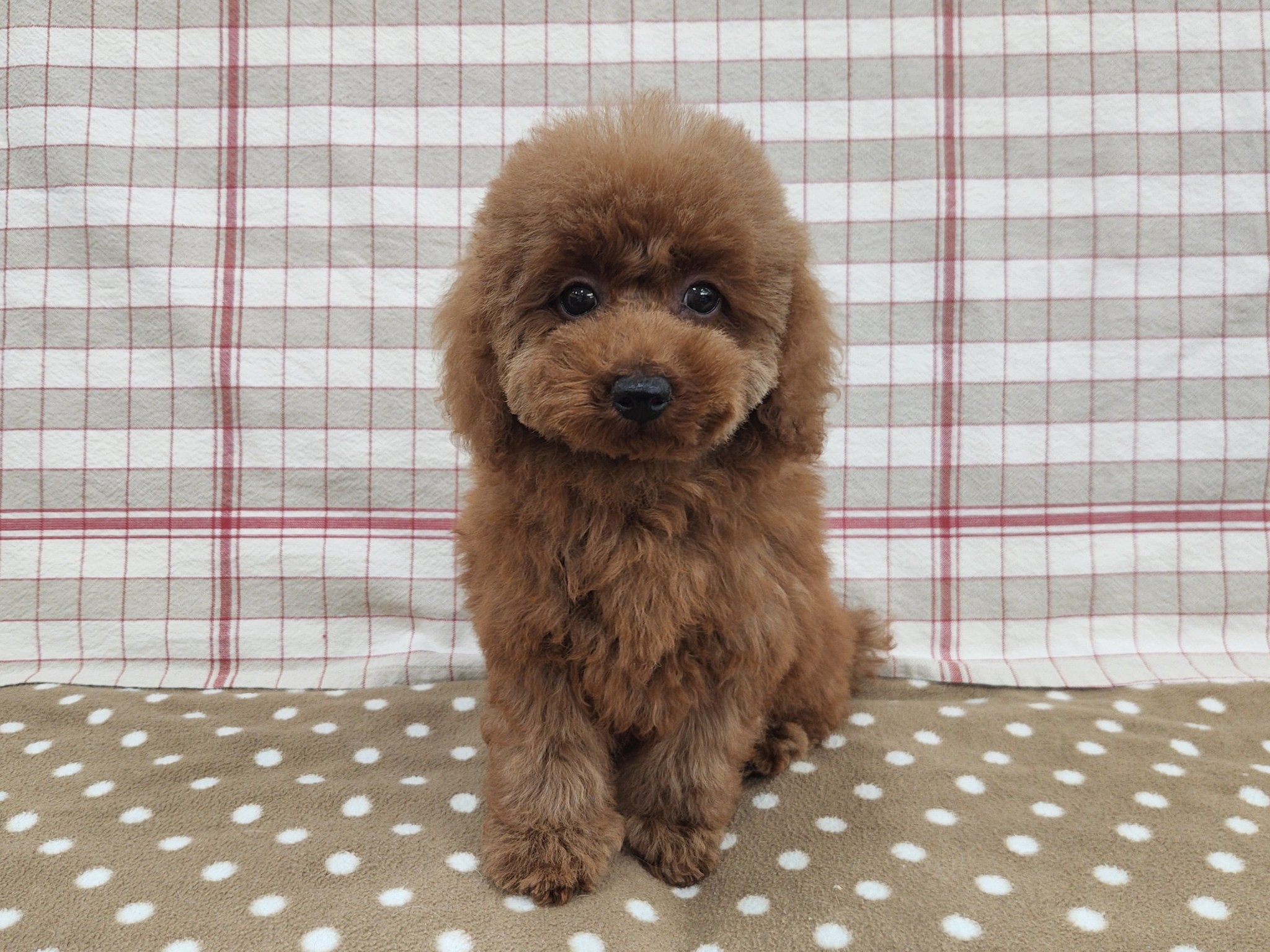 奈良県のトイプードル(トイ) (マルエスペット いかるが店/2025年11月24日生まれ/女の子/レッド)の子犬の4枚目の画像