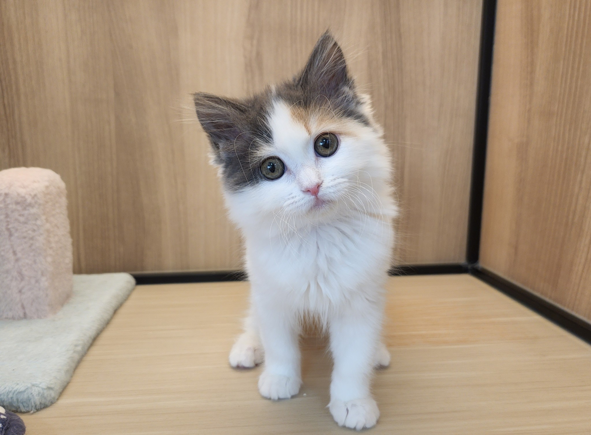 奈良県のラガマフィン (マルエスペット いかるが店/2025年12月9日生まれ/女の子/シルバーパッチドタビーホワイト)の子猫の4枚目の画像