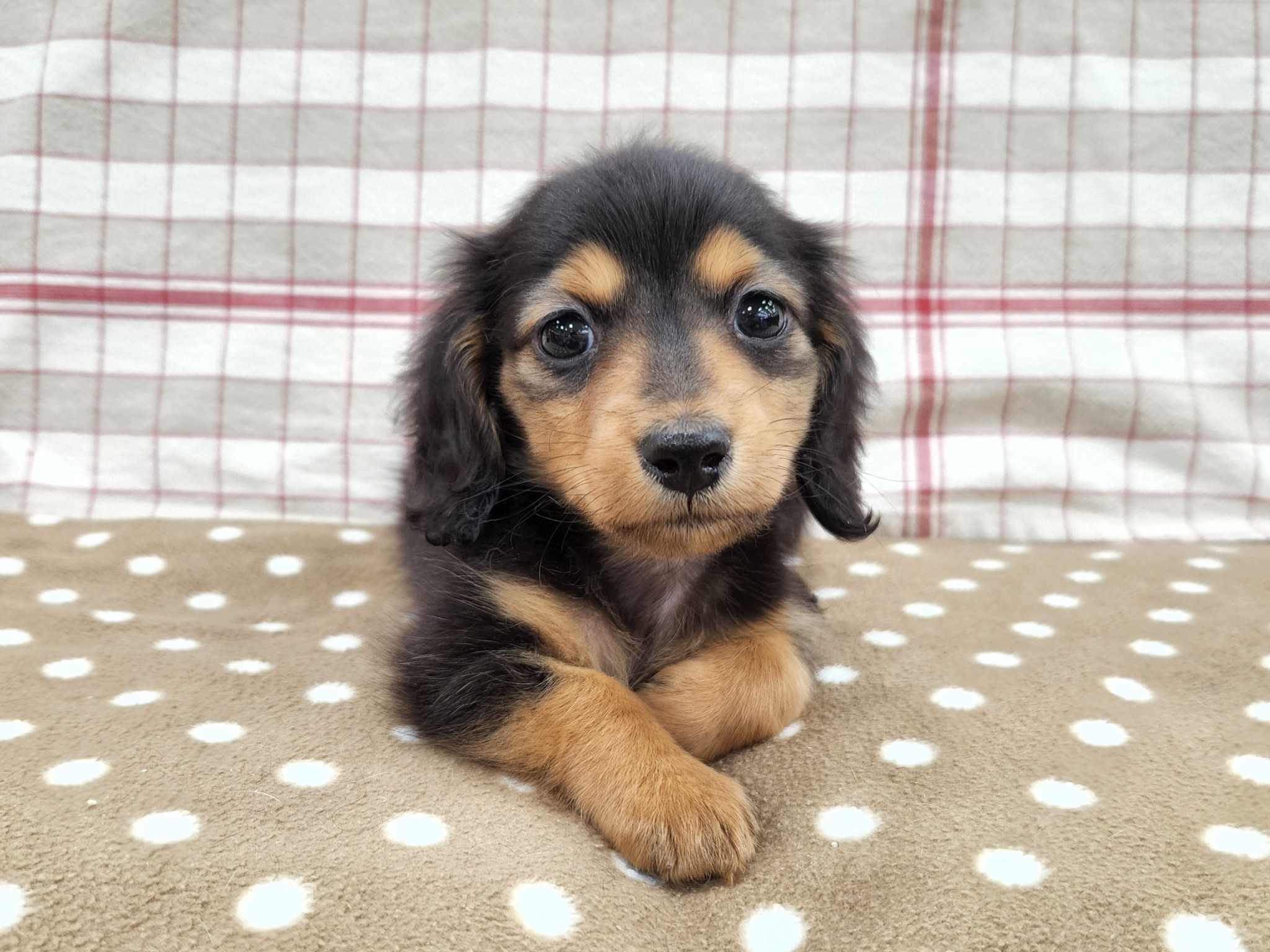 奈良県のカニンヘンダックスフンド(ロング) (マルエスペット いかるが店/2026年1月11日生まれ/男の子/ブラックタン)の子犬の4枚目の画像