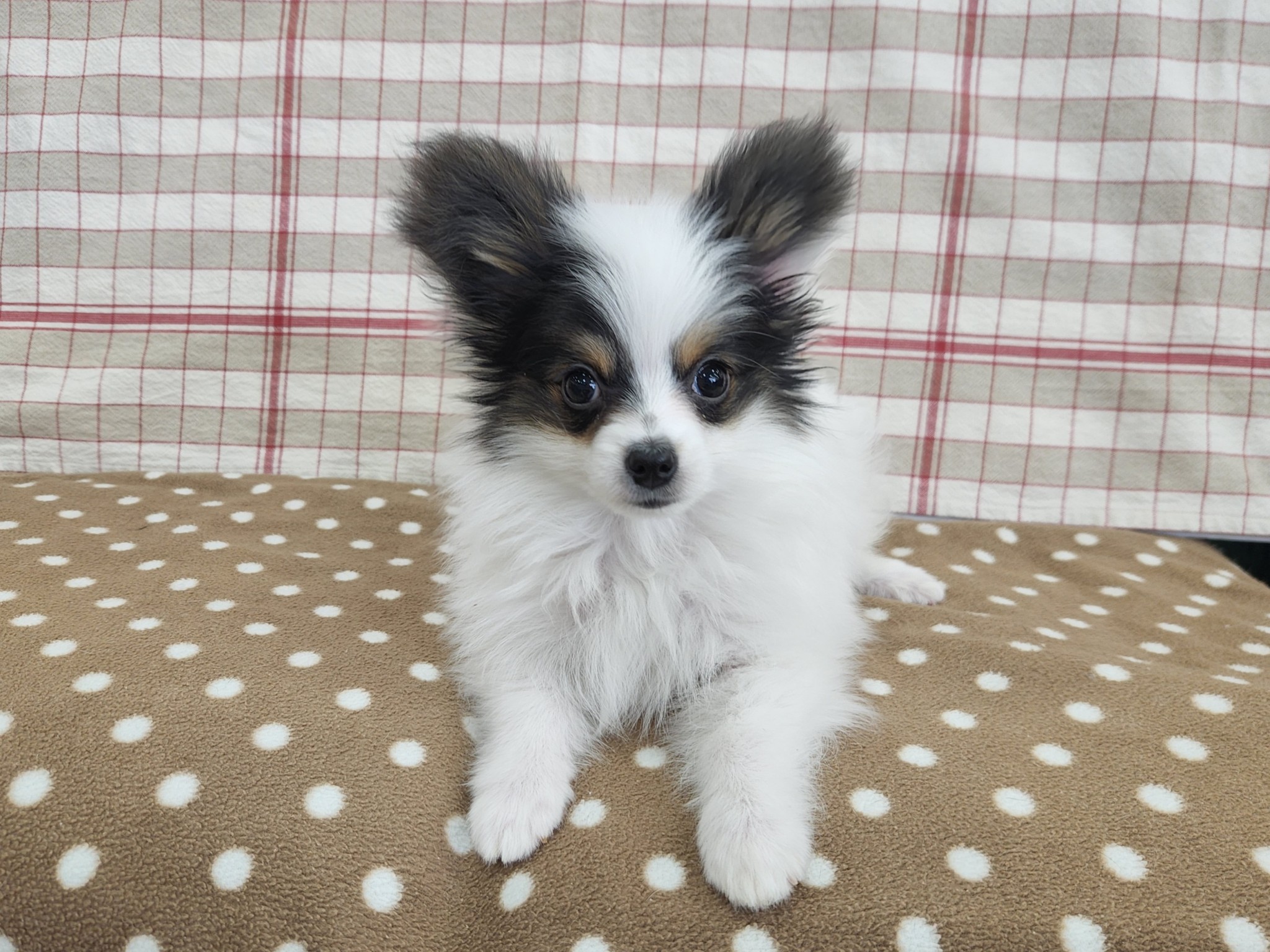 奈良県のパピヨン (マルエスペット いかるが店/2025年12月15日生まれ/男の子/トライカラー)の子犬の4枚目の画像