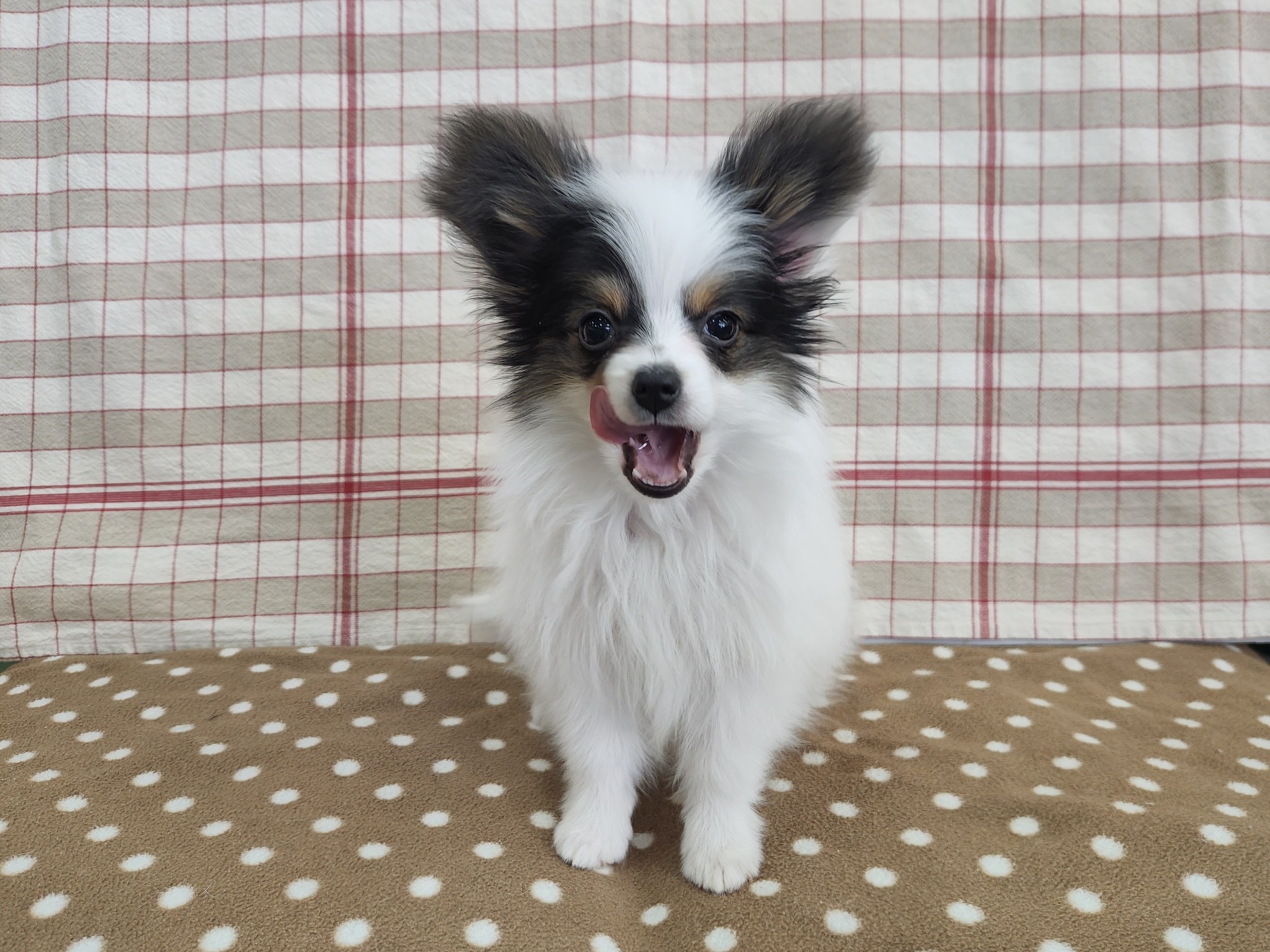 奈良県のパピヨン (マルエスペット いかるが店/2025年12月15日生まれ/男の子/トライカラー)の子犬の3枚目の画像