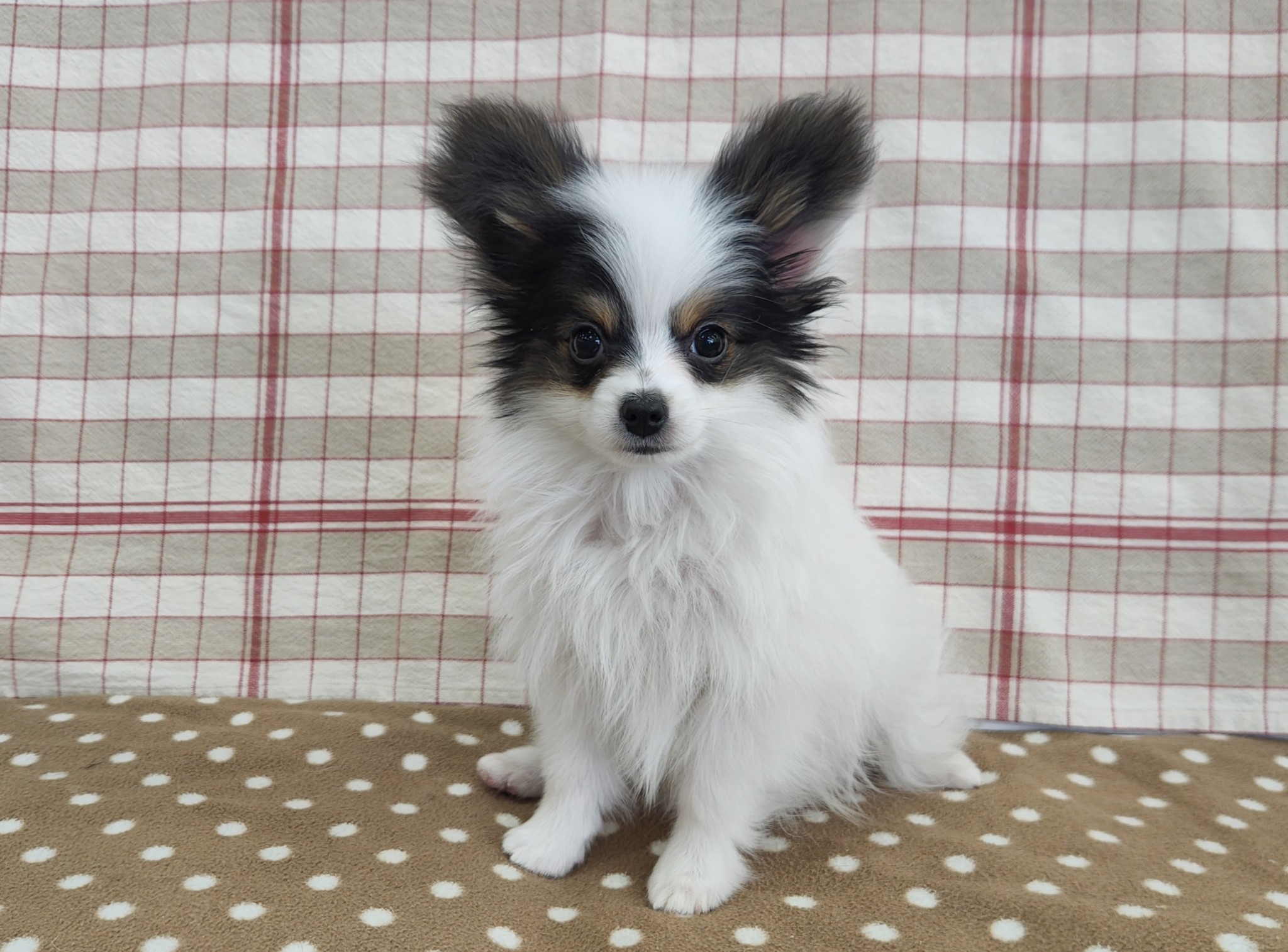 奈良県のパピヨン (マルエスペット いかるが店/2025年12月15日生まれ/男の子/トライカラー)の子犬の2枚目の画像