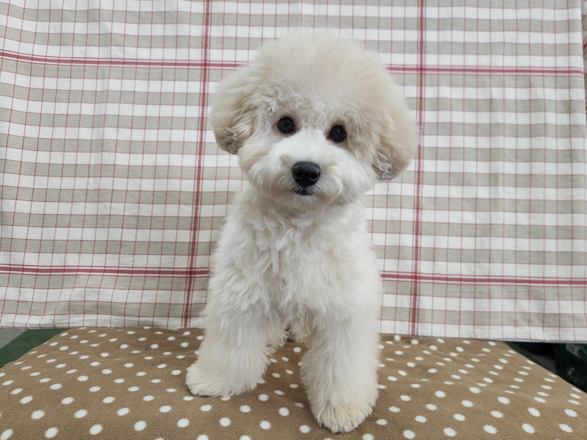 奈良県のトイプードル(トイ) (マルエスペット いかるが店/2025年10月5日生まれ/女の子/クリーム)の子犬の4枚目の画像