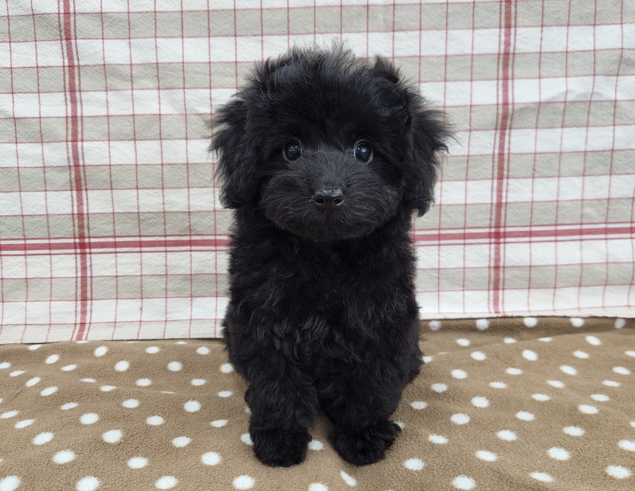 奈良県のトイプードル(トイ) (マルエスペット いかるが店/2026年1月16日生まれ/女の子/ブラック)の子犬の4枚目の画像
