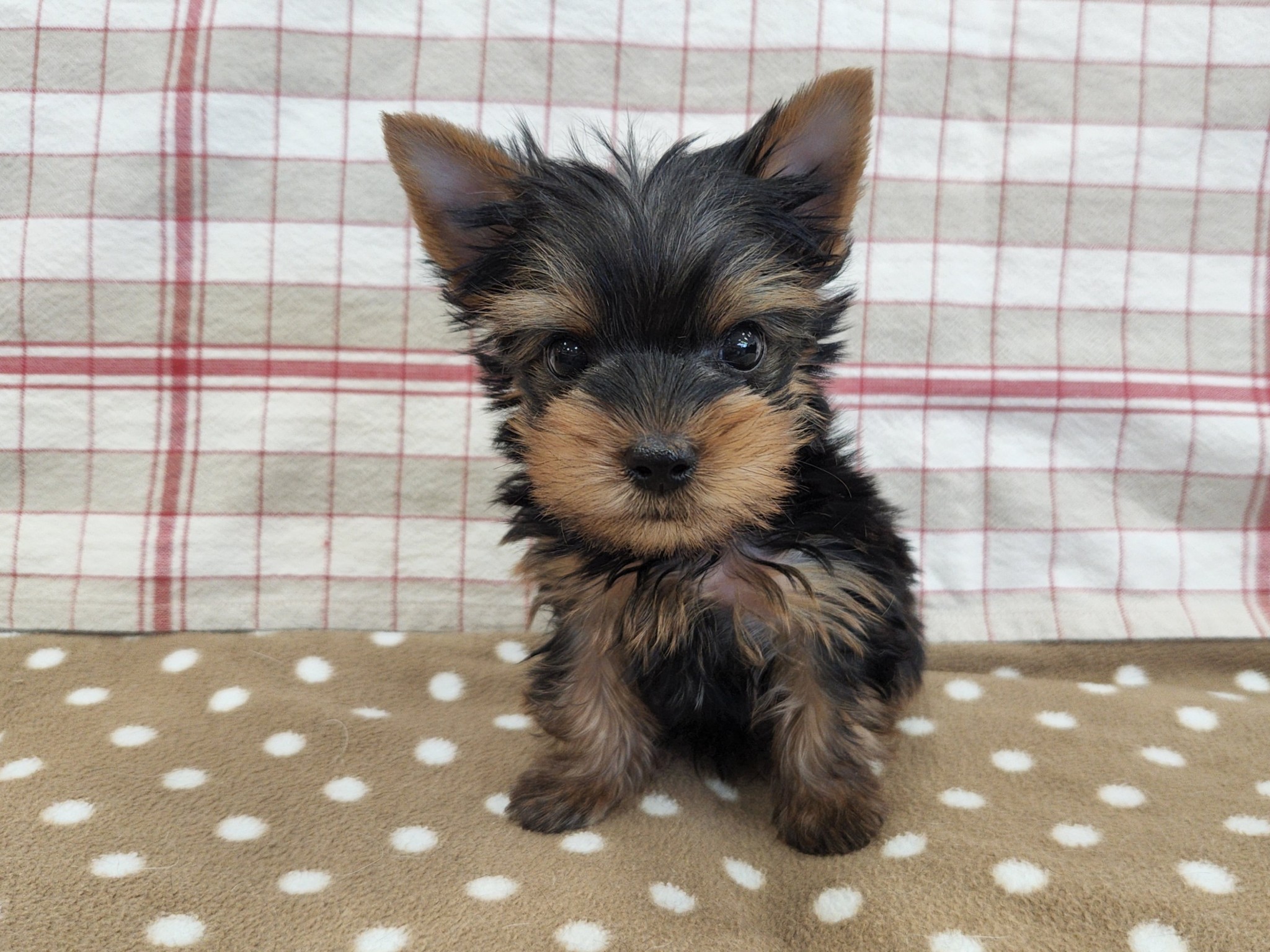 奈良県のヨークシャーテリア (マルエスペット いかるが店/2026年1月25日生まれ/男の子/スチールブルータン)の子犬の4枚目の画像