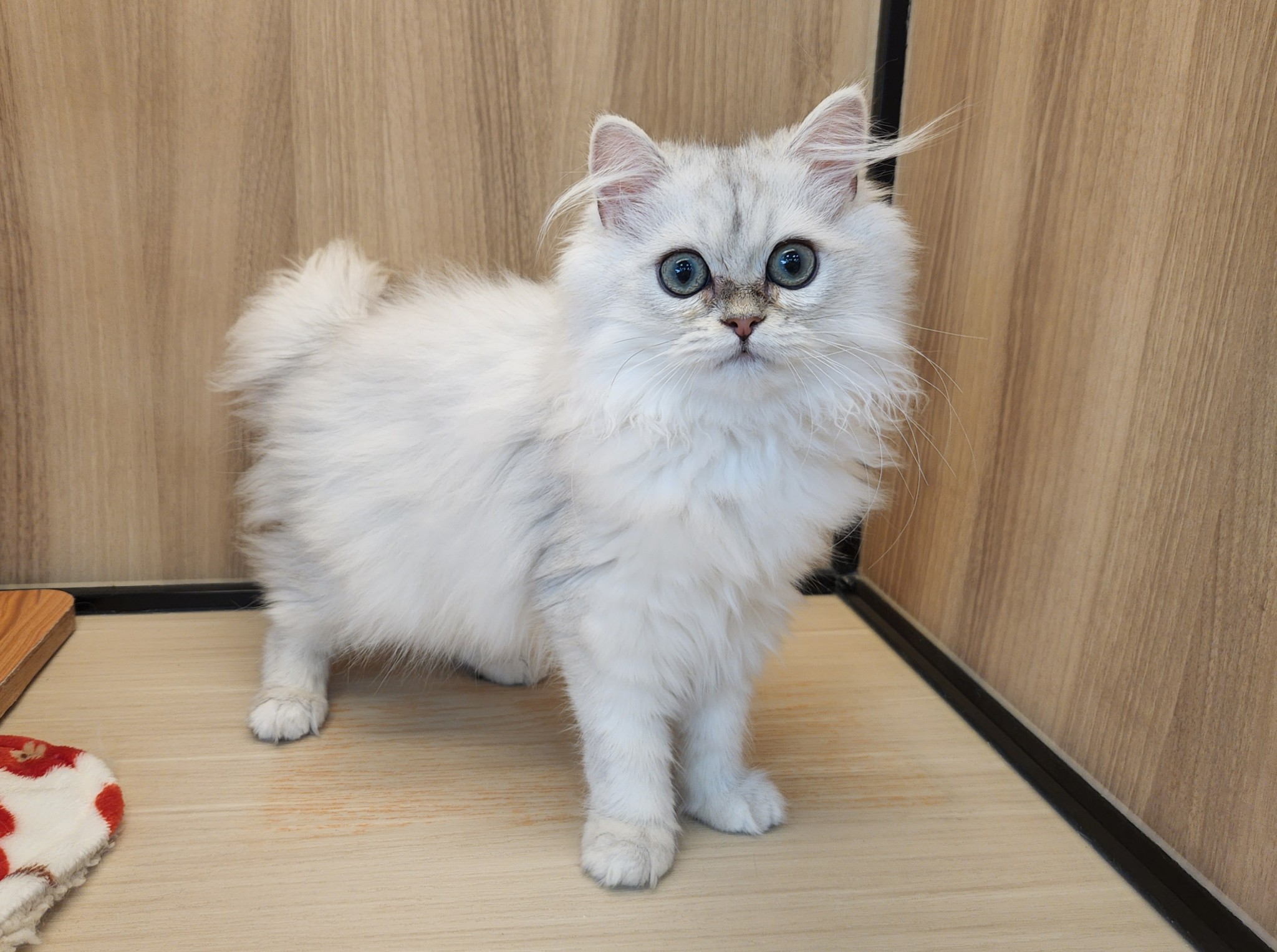 奈良県のペルシャ (マルエスペット いかるが店/2026年1月10日生まれ/女の子/チンチラシルバー)の子猫の4枚目の画像