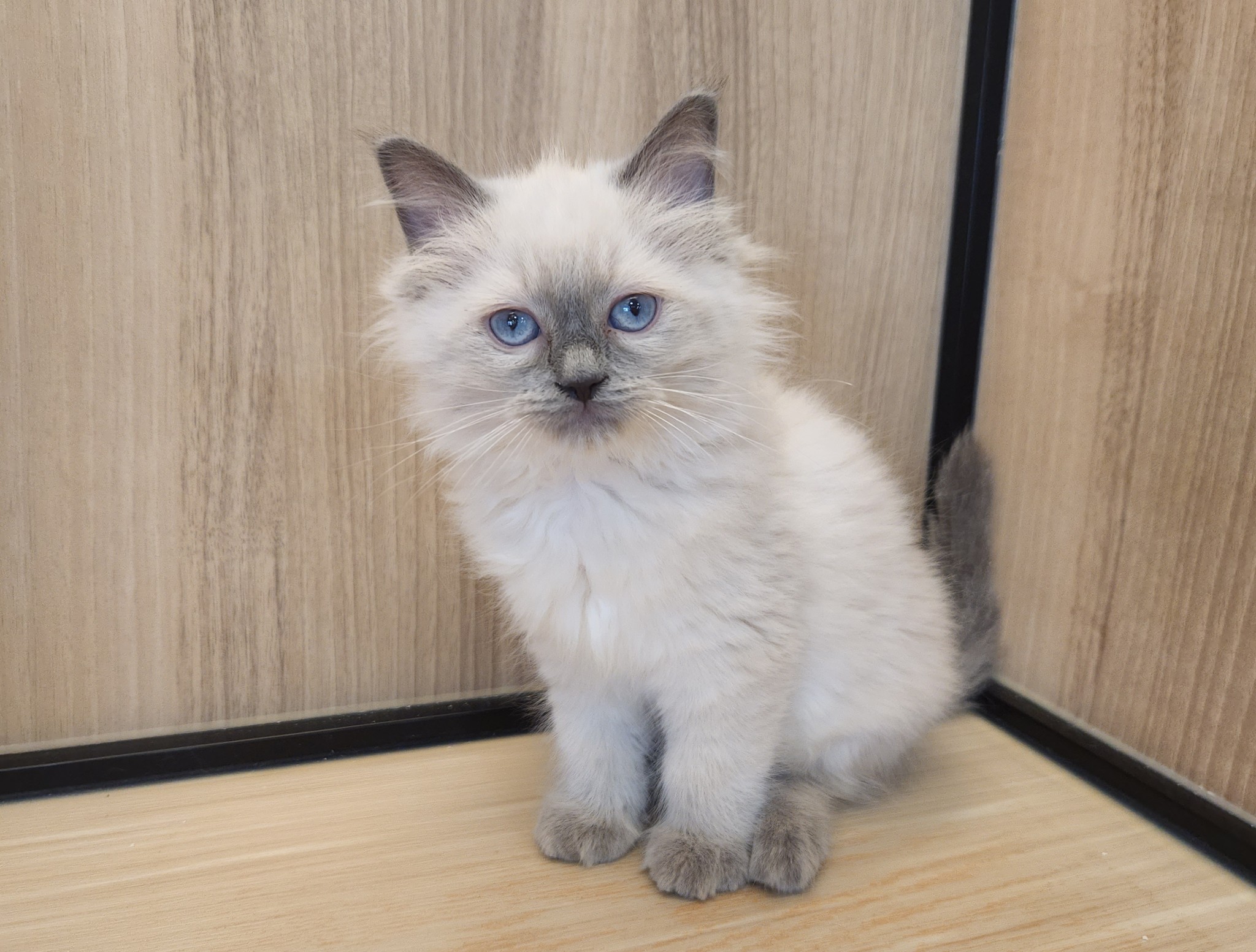 奈良県のラグドール (マルエスペット いかるが店/2026年1月15日生まれ/女の子/ブルーポイント)の子猫の4枚目の画像