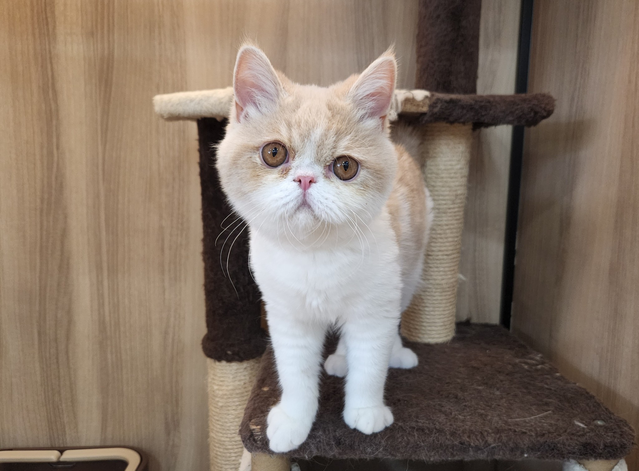 奈良県のエキゾチック (マルエスペット いかるが店/2025年10月27日生まれ/男の子/クリームタビーホワイト)の子猫の4枚目の画像