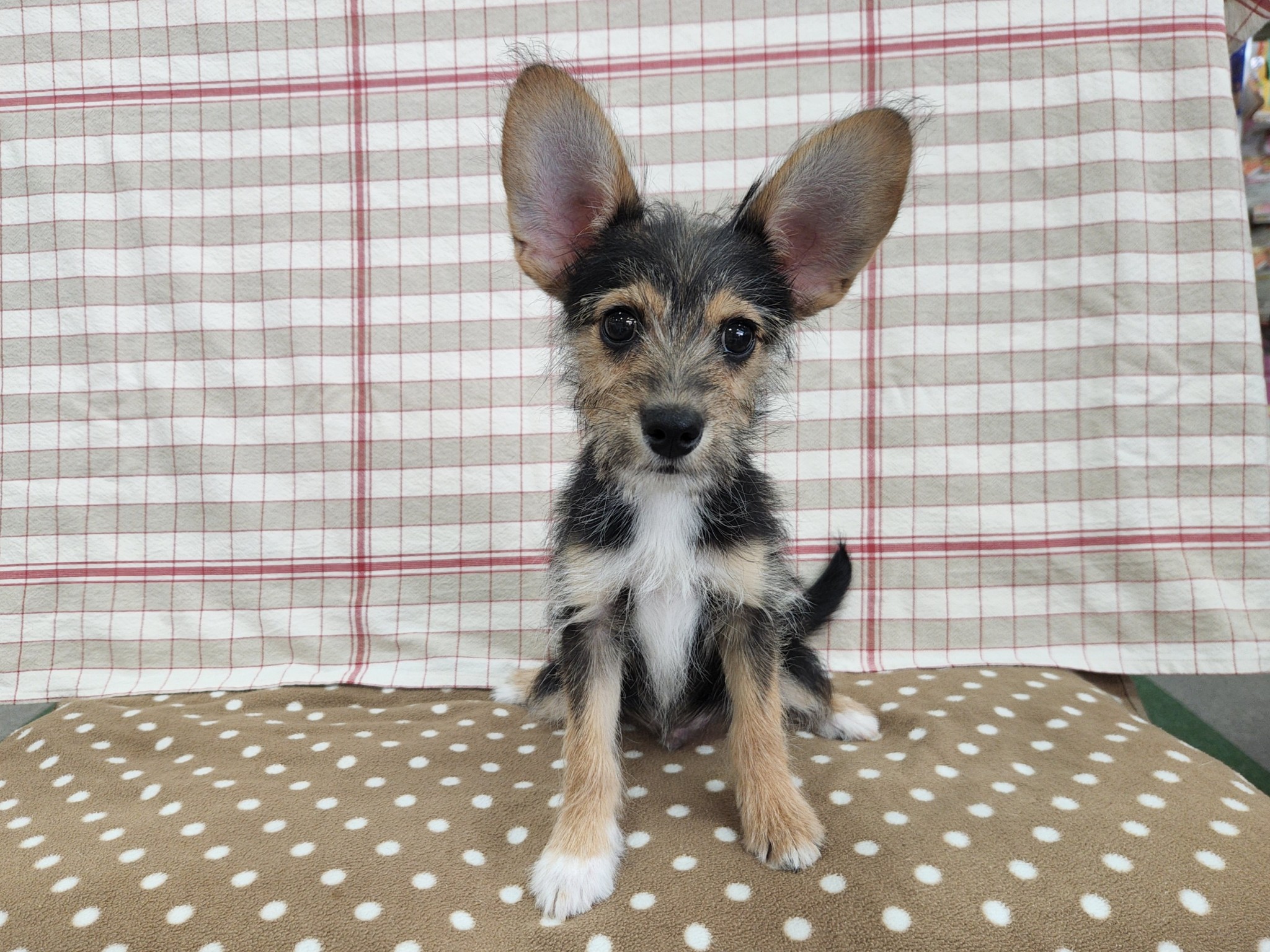 奈良県のハーフ犬・ミックス犬 (マルエスペット いかるが店/2025年12月6日生まれ/男の子/ソルトペッパー)の子犬の4枚目の画像