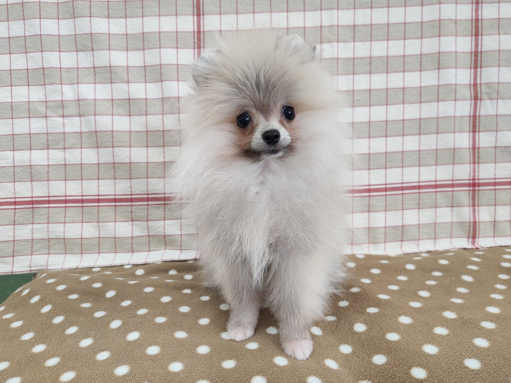 奈良県のポメラニアン (マルエスペット いかるが店/2025年12月5日生まれ/男の子/クリームセーブル)の子犬の4枚目の画像