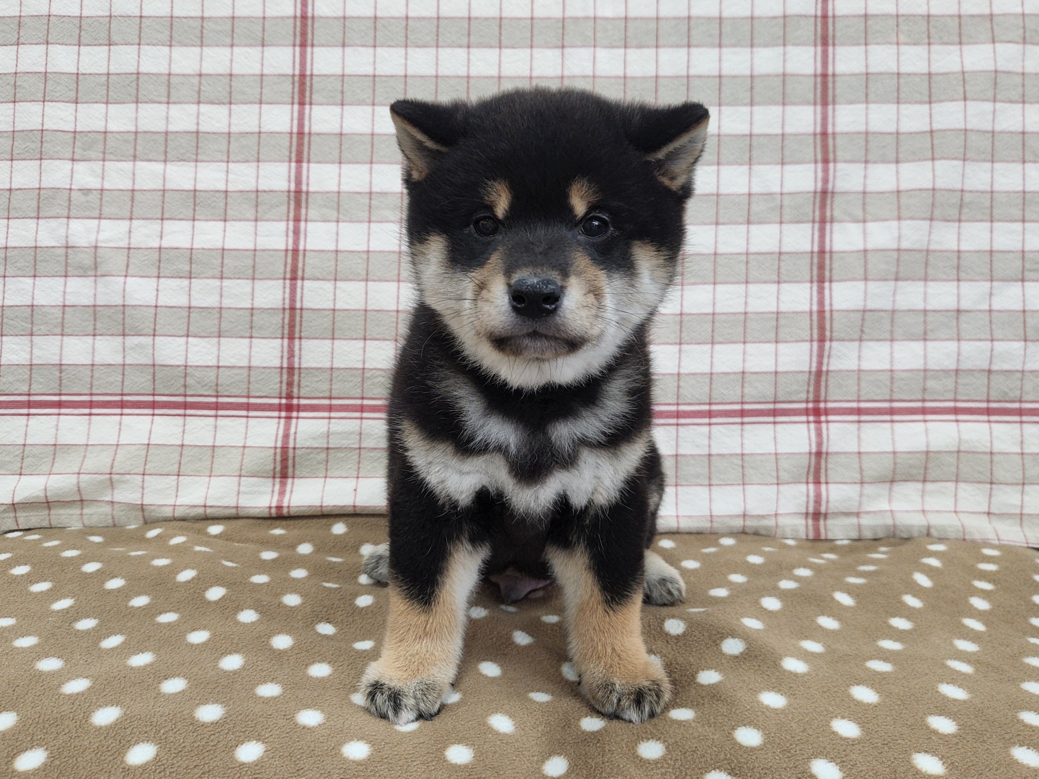 奈良県の柴犬(標準サイズ) (マルエスペット いかるが店/2026年1月26日生まれ/男の子/黒)の子犬の4枚目の画像