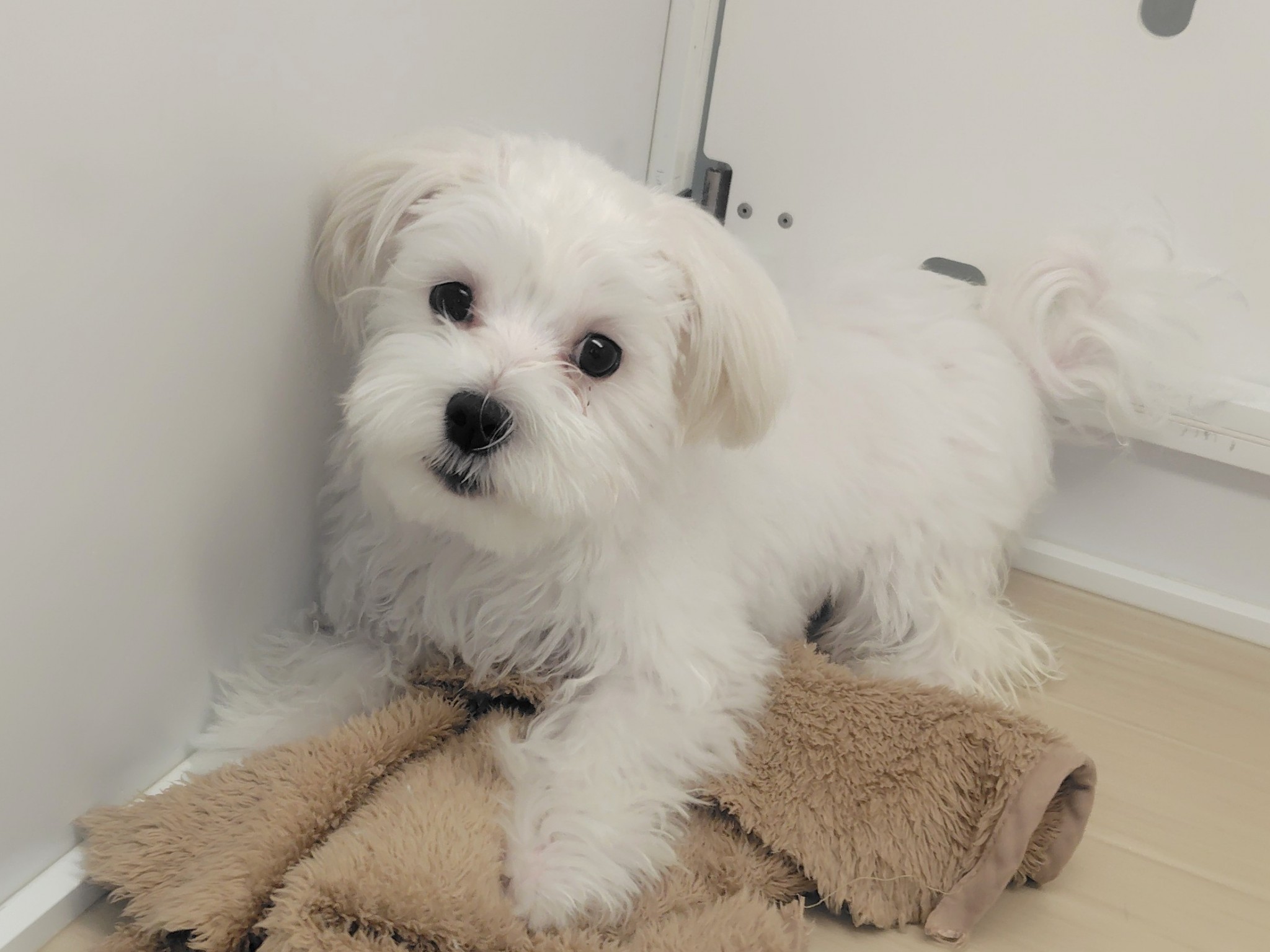 静岡県のマルチーズ (マルエスペット清水駒越店/2025年9月20日生まれ/男の子/ホワイト)の子犬の4枚目の画像