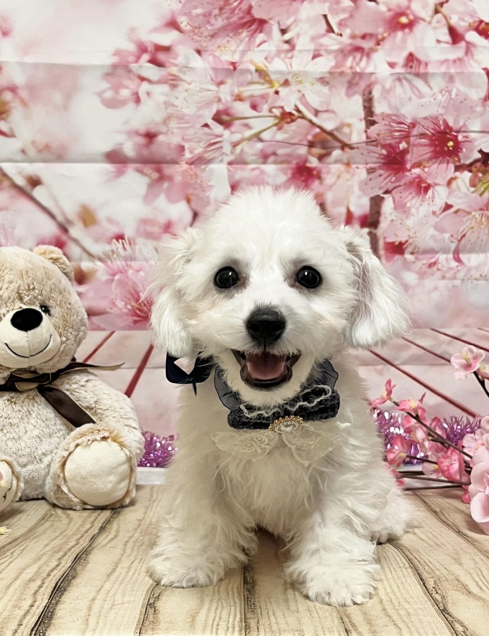 静岡県のビションフリーゼ (マルエスペット富士店/2025年11月29日生まれ/男の子/ホワイト)の子犬の4枚目の画像