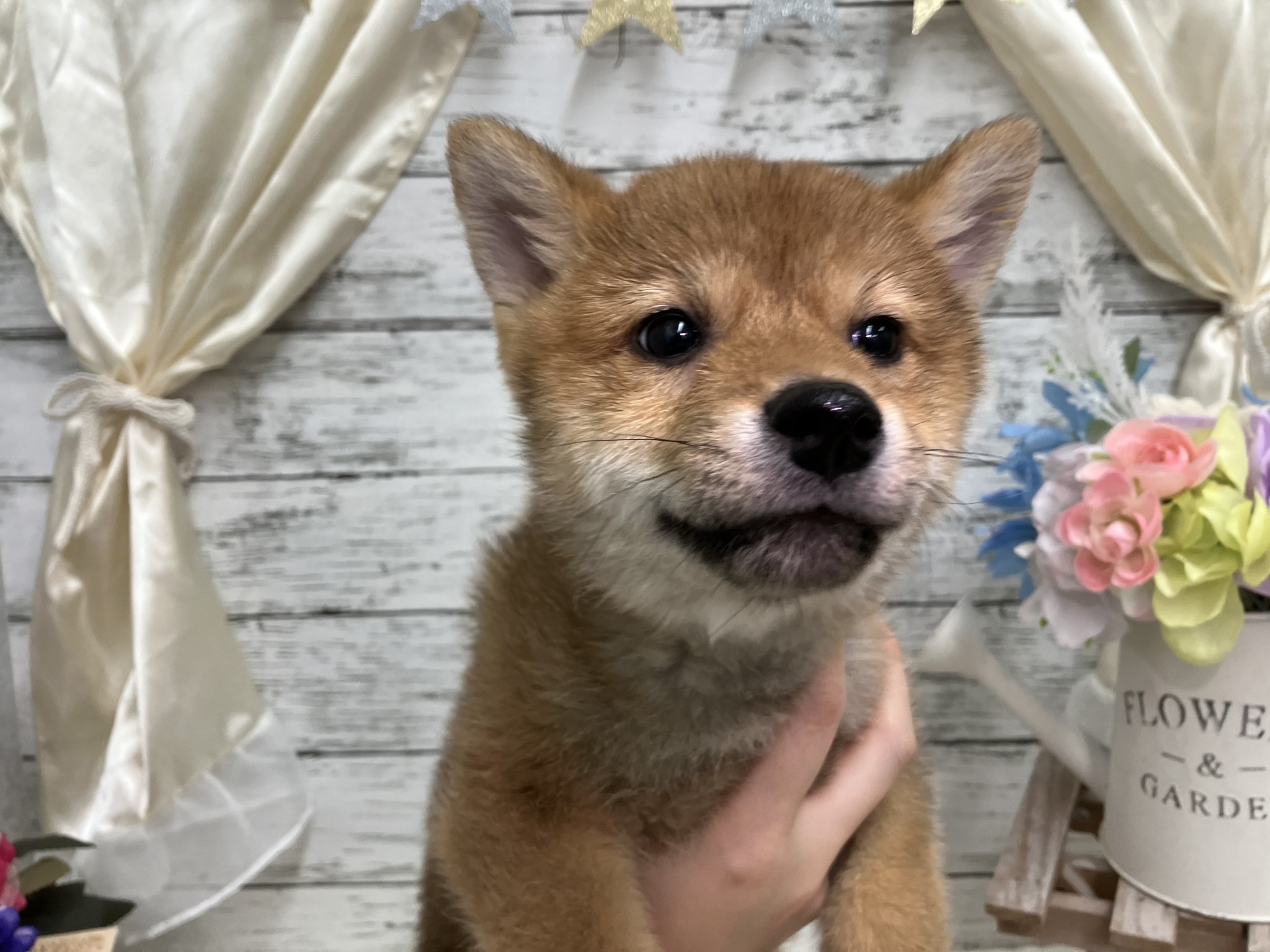 静岡県の柴犬(標準サイズ) (マルエスペット島田店/2025年12月3日生まれ/男の子/赤)の子犬の4枚目の画像