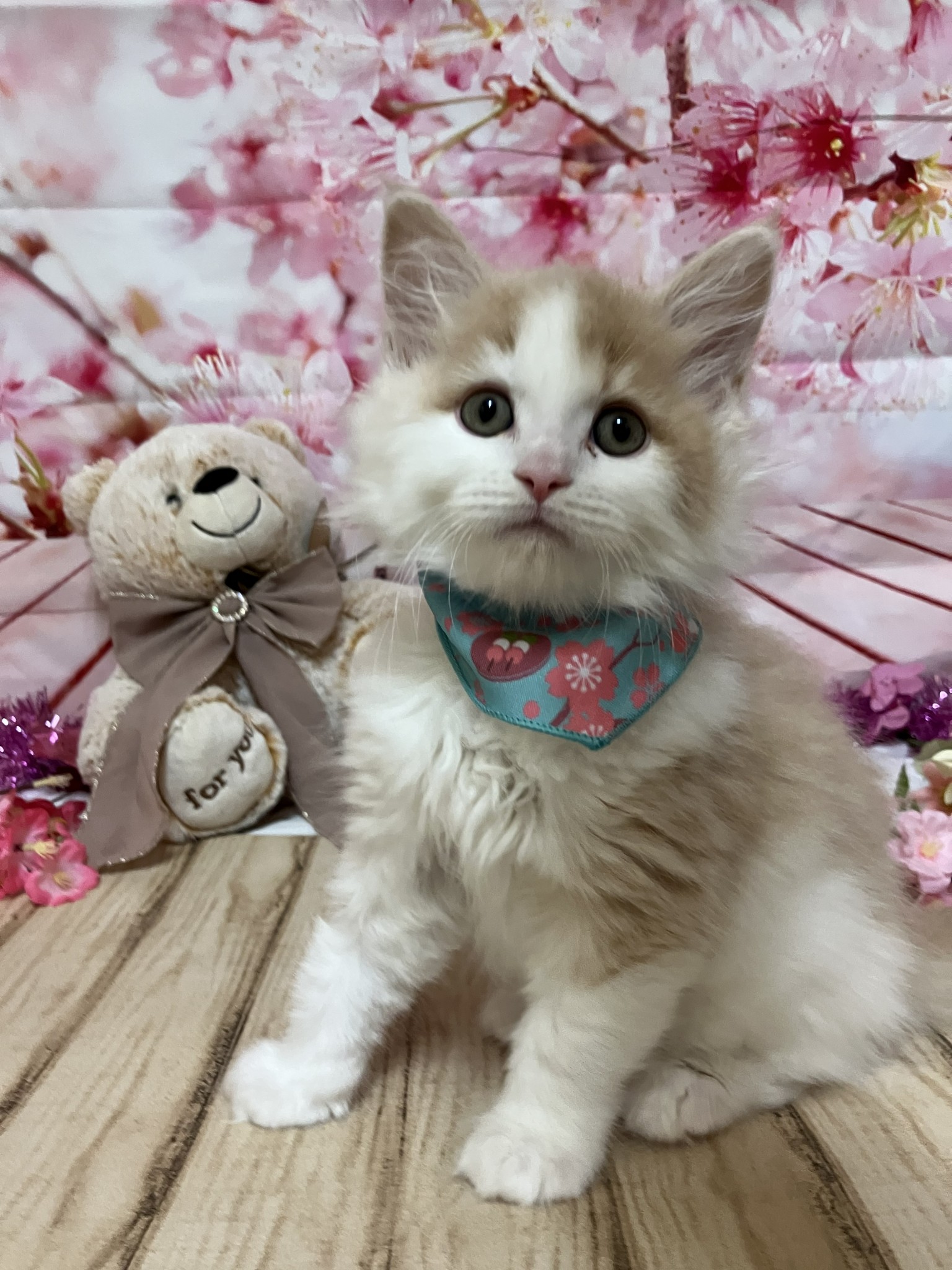 静岡県のハーフ犬・ミックス犬 (マルエスペット富士店/2026年1月7日生まれ/男の子/クリームホワイト)の子猫の4枚目の画像