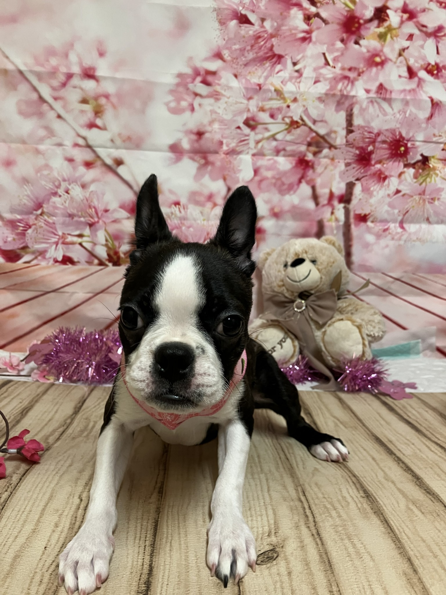 静岡県のボストンテリア (マルエスペット富士店/2025年10月24日生まれ/女の子/ボストンカラー)の子犬の4枚目の画像