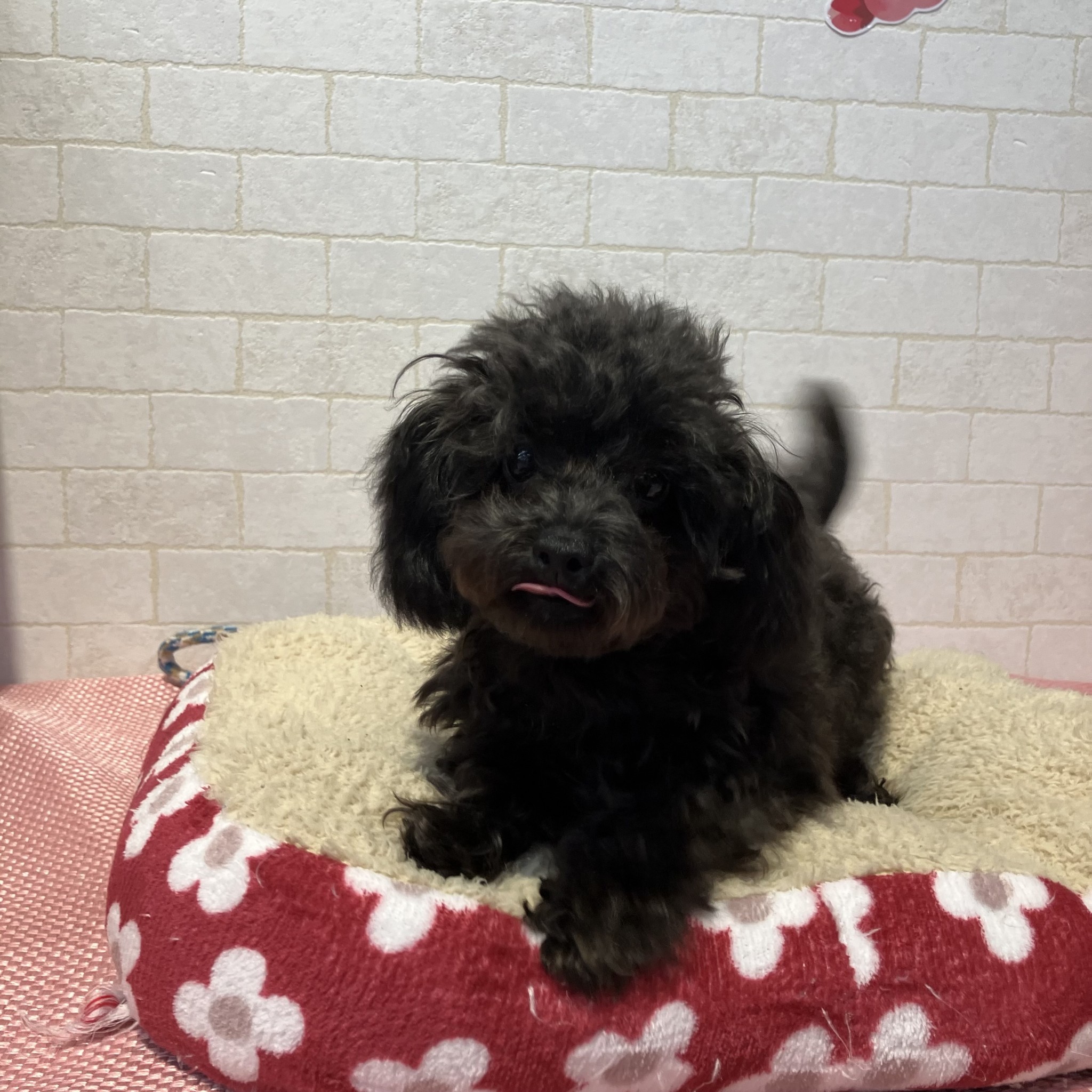 奈良県のトイプードル(トイ) (ペットアミ生駒店/2025年9月13日生まれ/男の子/ブラック)の子犬の4枚目の画像