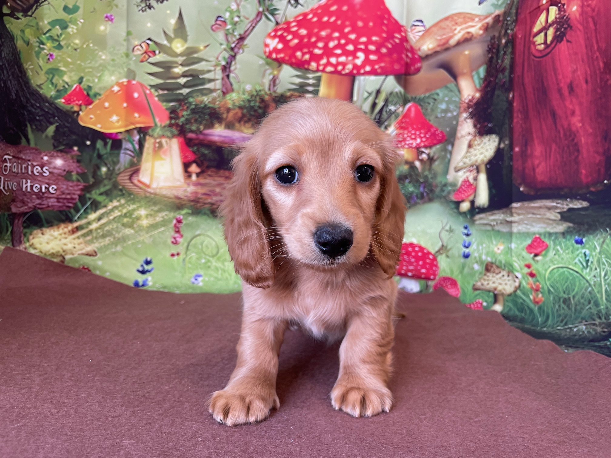 奈良県のミニチュアダックスフンド(ロング) (マルエスペット ヒルステップ生駒店/2026年1月2日生まれ/女の子/ゴールド)の子犬