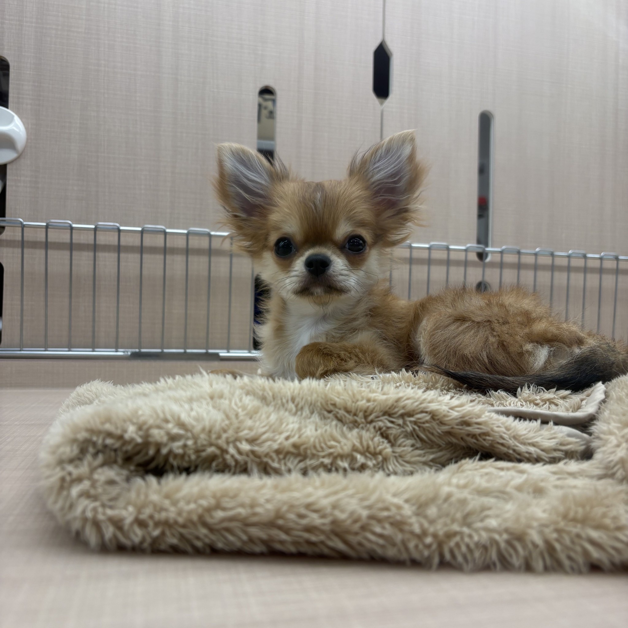 奈良県のチワワ(ロング) (ペットアミ生駒店/2025年10月22日生まれ/女の子/レッド)の子犬の4枚目の画像