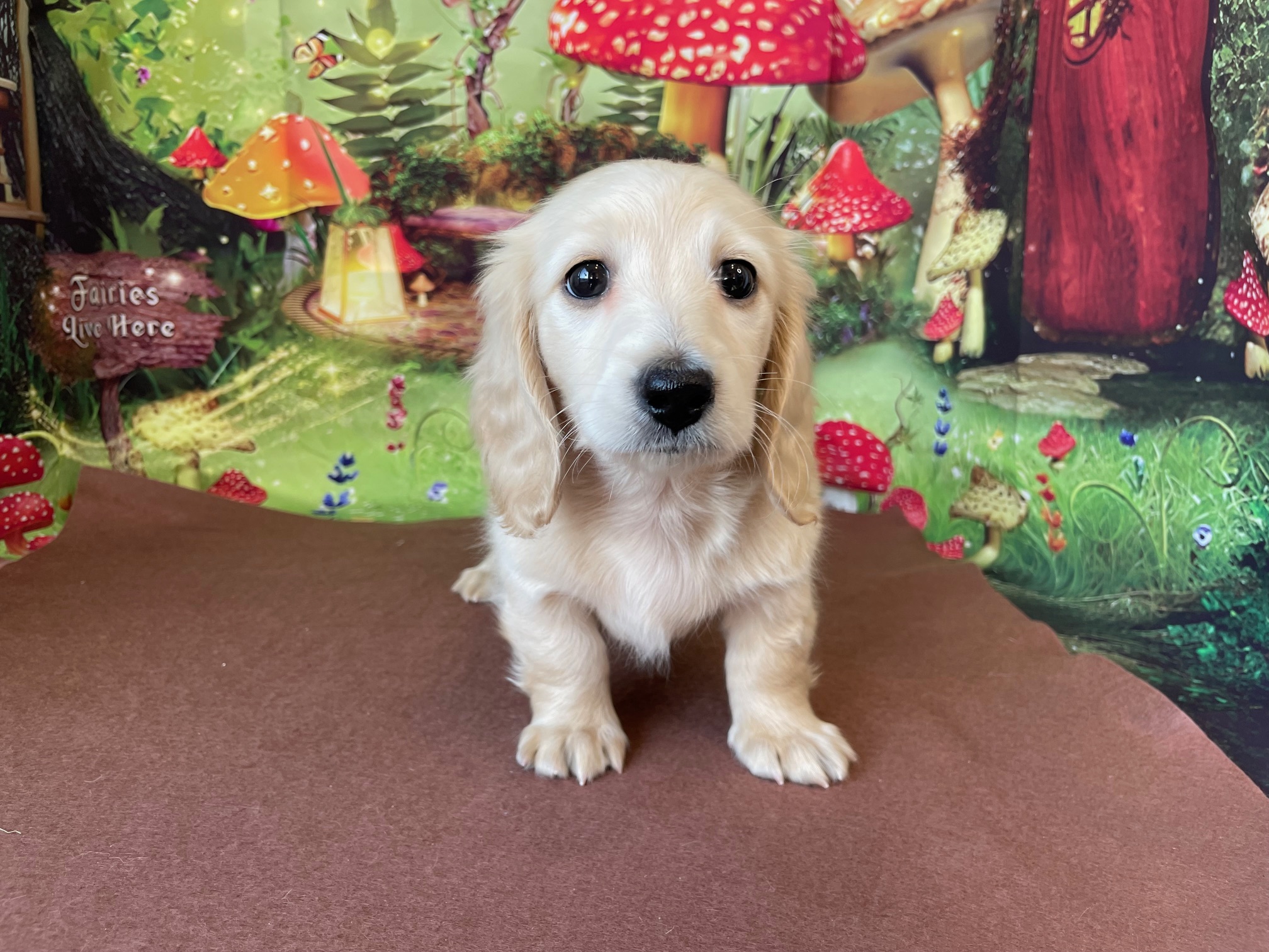 2026年1月2日生まれのミニチュアダックスフンド(ロング)