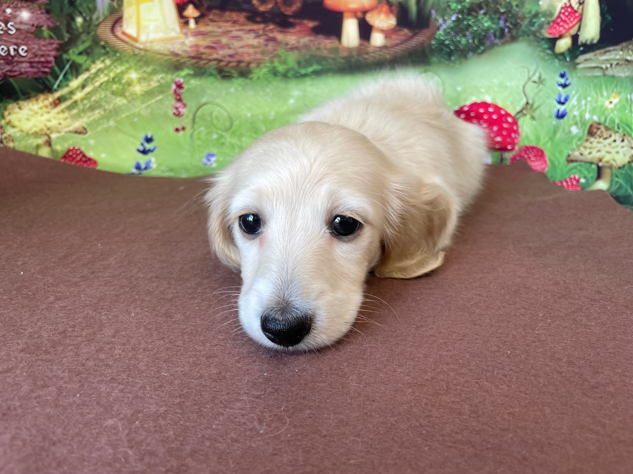 奈良県のミニチュアダックスフンド(ロング) (マルエスペット ヒルステップ生駒店/2026年1月2日生まれ/男の子/イエロー)の子犬の2枚目の画像