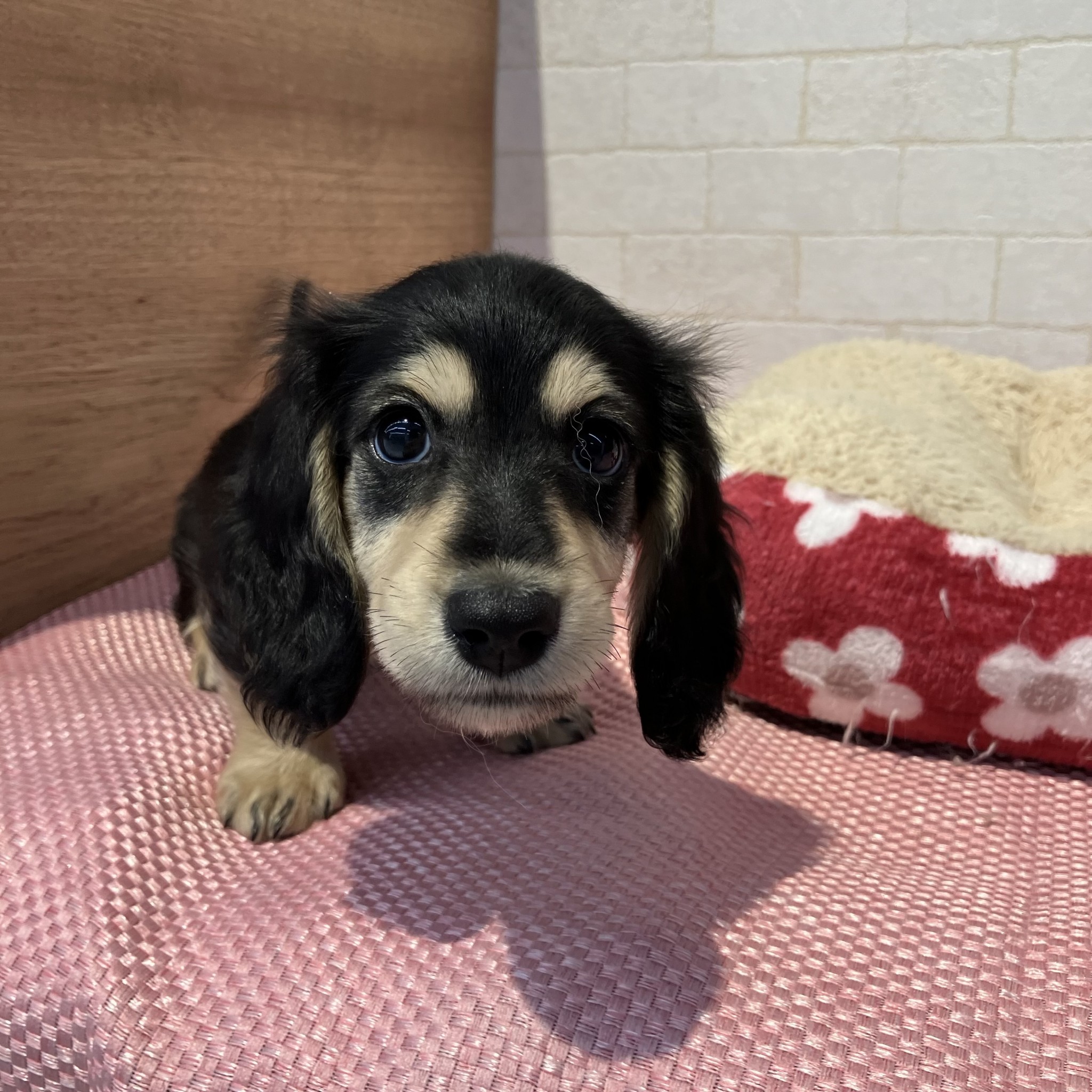 奈良県のミニチュアダックスフンド(ロング) (ペットアミ生駒店/2026年1月17日生まれ/女の子/ブラックタン)の子犬の3枚目の画像