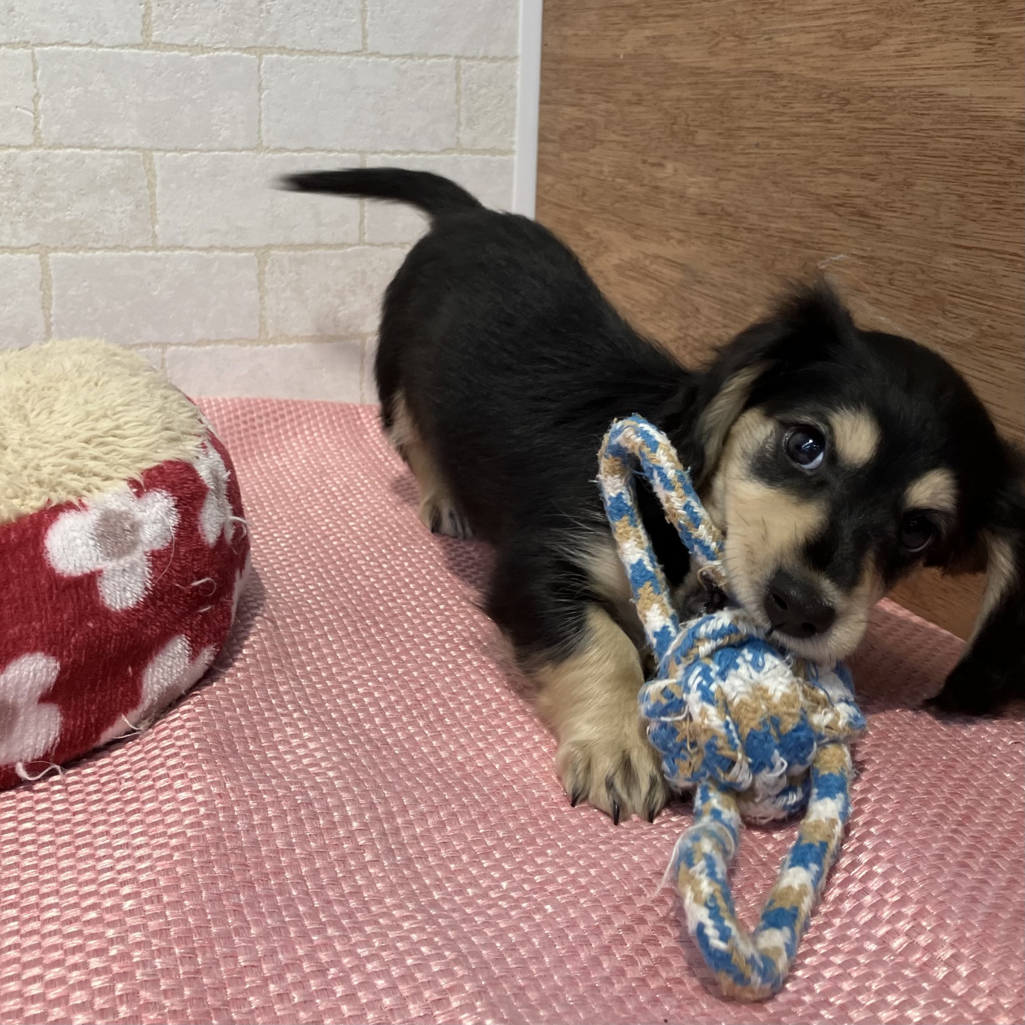 奈良県のミニチュアダックスフンド(ロング) (ペットアミ生駒店/2026年1月17日生まれ/女の子/ブラックタン)の子犬の4枚目の画像