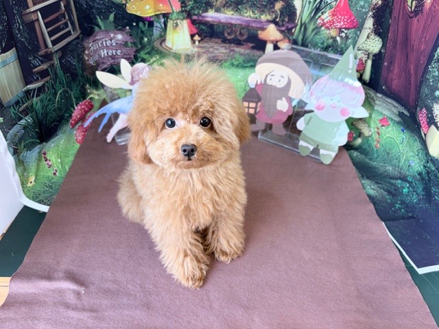 奈良県のトイプードル(トイ) (マルエスペット ヒルステップ生駒店/2025年9月10日生まれ/女の子/レッド)の子犬の4枚目の画像