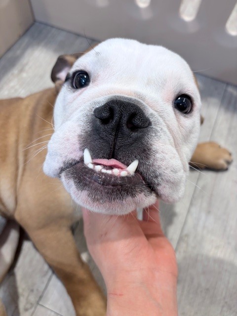 奈良県のブルドッグ (マルエスペット ヒルステップ生駒店/2025年8月10日生まれ/男の子/レッドホワイト)の子犬の4枚目の画像