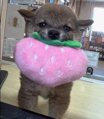 奈良県の豆柴 (マルエスペット ヒルステップ生駒店/2026年1月4日生まれ/男の子/赤)の子犬の4枚目の画像