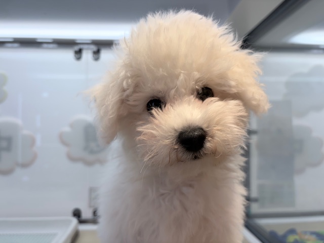 奈良県のビションフリーゼ (マルエスペット ヒルステップ生駒店/2025年12月18日生まれ/女の子/ホワイト)の子犬の4枚目の画像