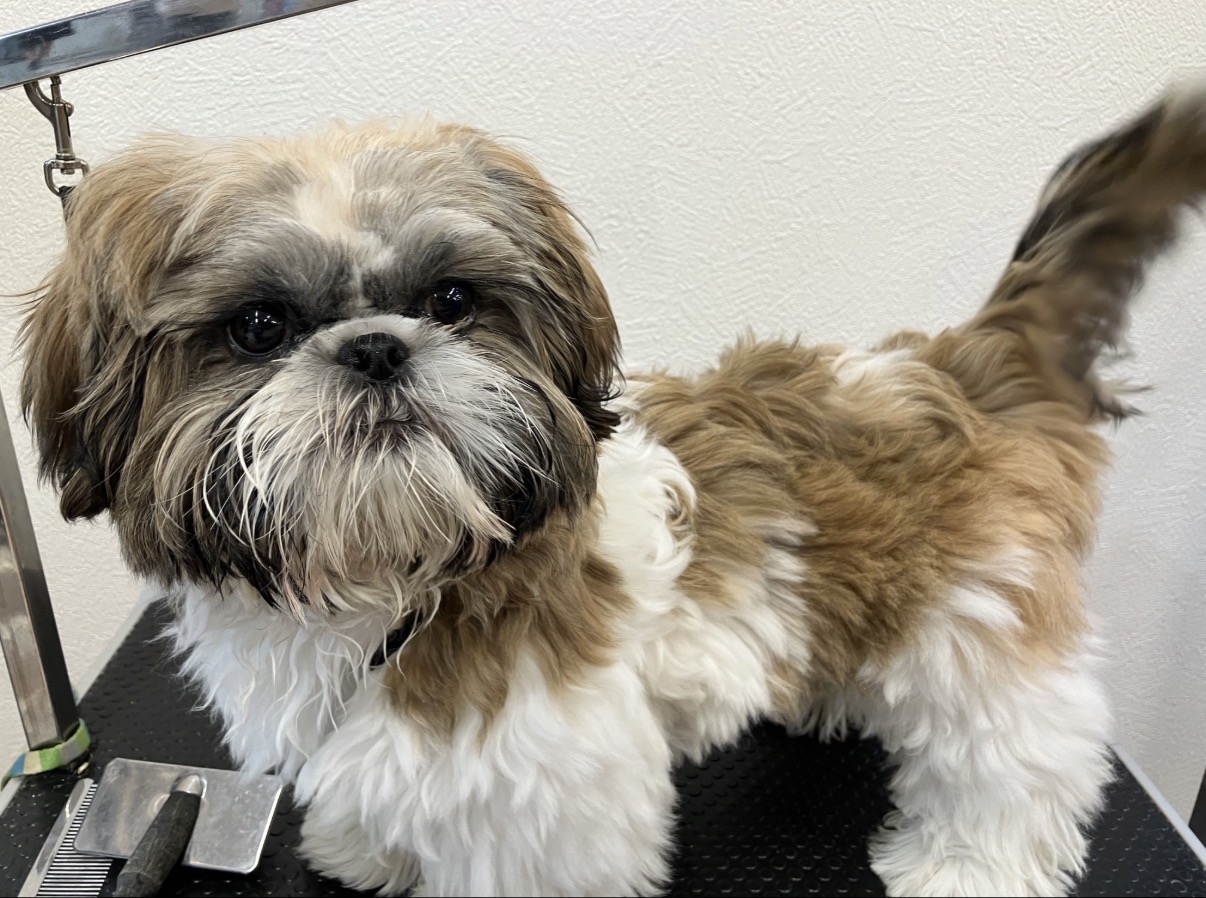 奈良県のシーズー (マルエスペット ヒルステップ生駒店/2025年10月13日生まれ/女の子/ゴールドホワイト)の子犬の4枚目の画像