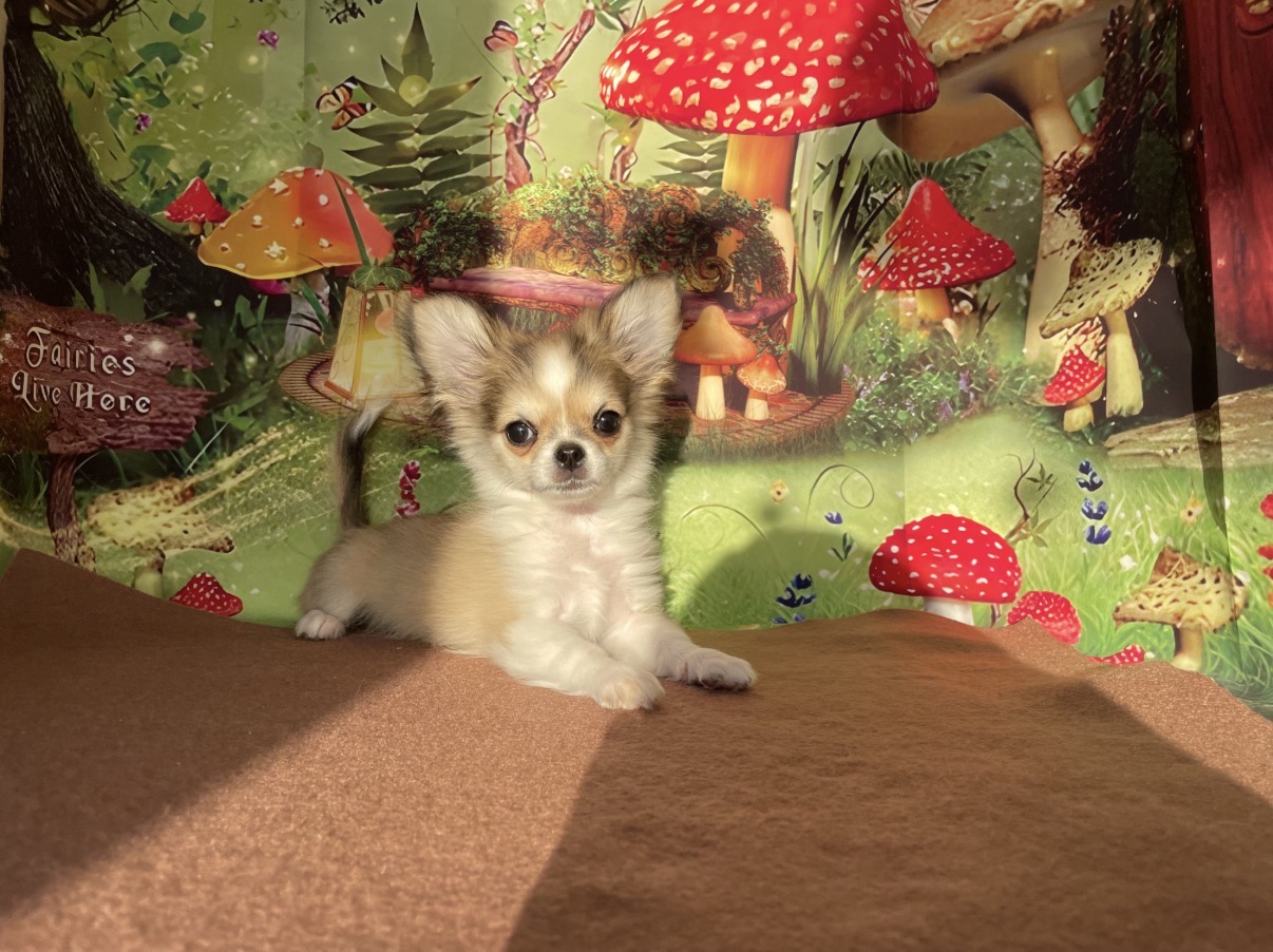 奈良県のチワワ(ロング) (マルエスペット ヒルステップ生駒店/2025年11月17日生まれ/男の子/セーブルホワイト)の子犬の4枚目の画像