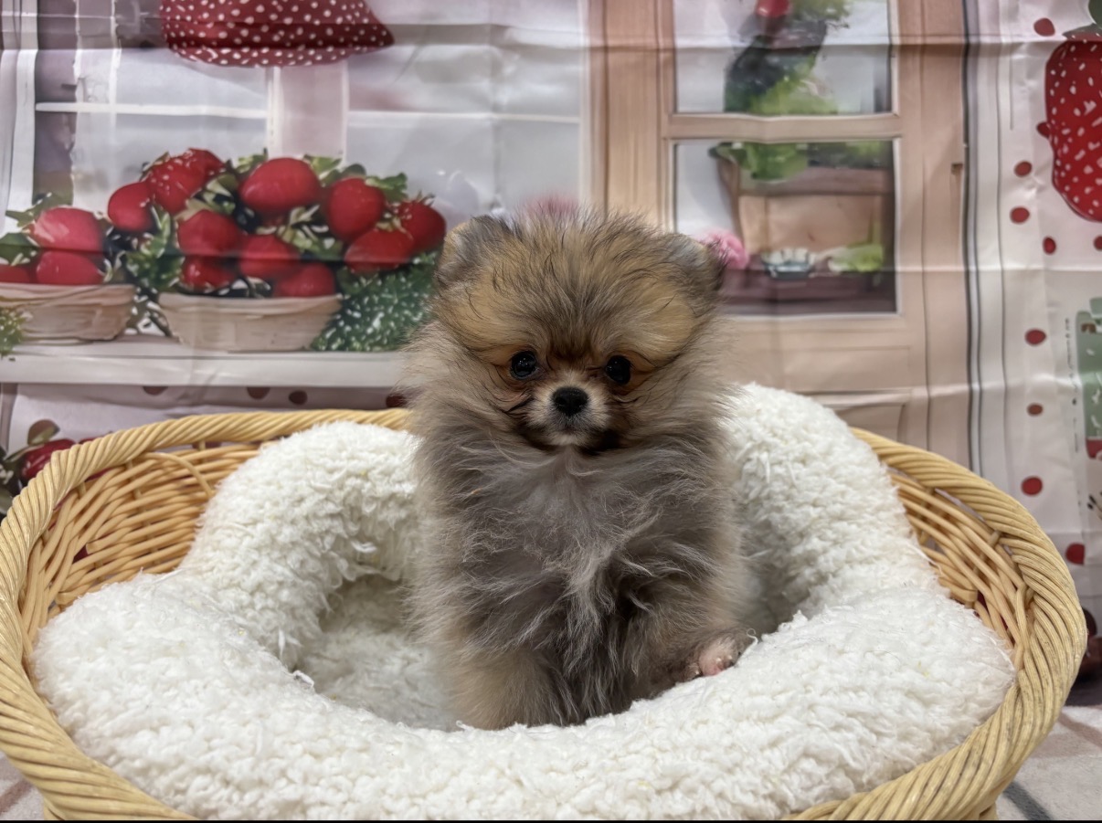 奈良県のポメラニアン (マルエスペット ヒルステップ生駒店/2025年12月5日生まれ/男の子/ウルフセーブル)の子犬の4枚目の画像