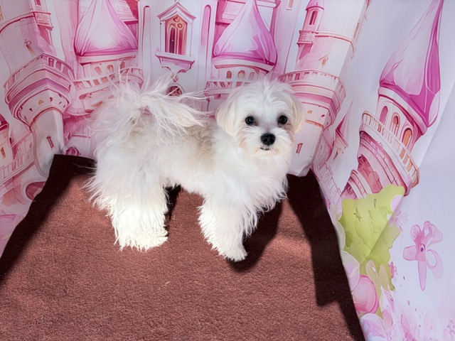 奈良県のマルチーズ (マルエスペット ヒルステップ生駒店/2025年9月14日生まれ/男の子/ホワイト)の子犬の4枚目の画像