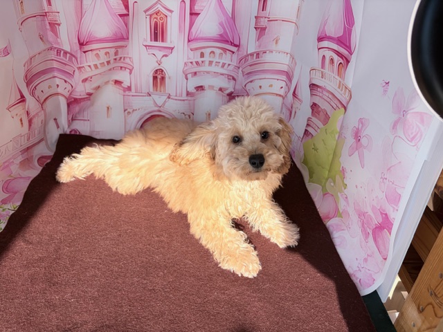 奈良県のトイプードル(トイ) (マルエスペット ヒルステップ生駒店/2025年11月3日生まれ/男の子/オレンジフォーン)の子犬の4枚目の画像