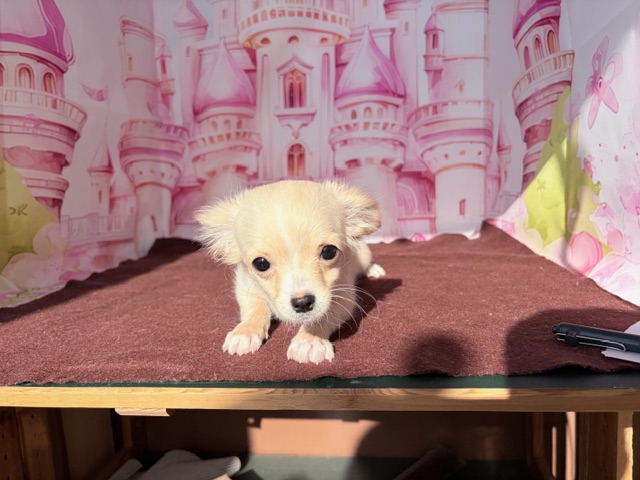 奈良県のチワワ(ロング) (マルエスペット ヒルステップ生駒店/2025年12月11日生まれ/女の子/クリーム)の子犬の4枚目の画像